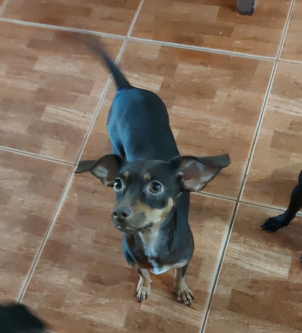 Grace, a Adoptable mixed breed in Huntington, NY image 4/5