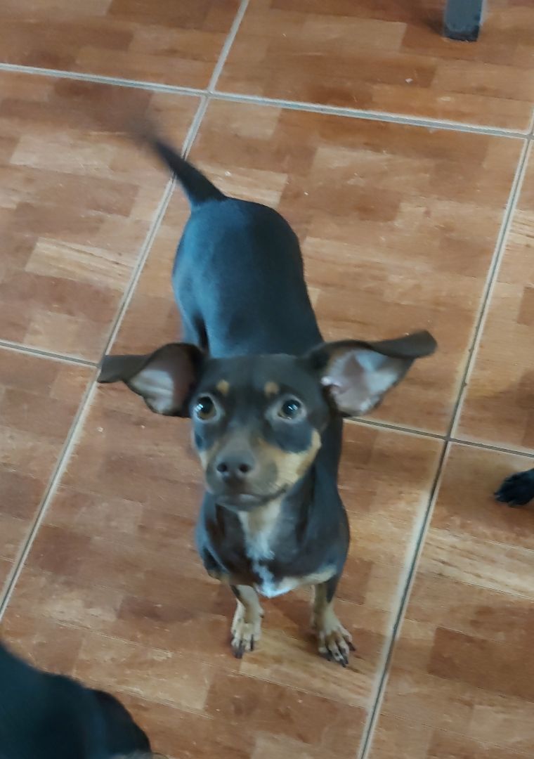 Grace, a Adoptable mixed breed in Huntington, NY image 5/5