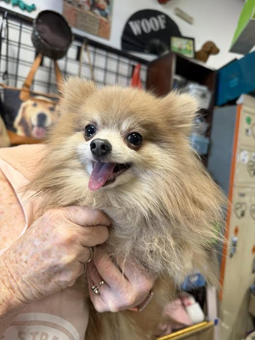Enlarge PomPom, an adopted Pomeranian in Broken Arrow, OK image 1/1