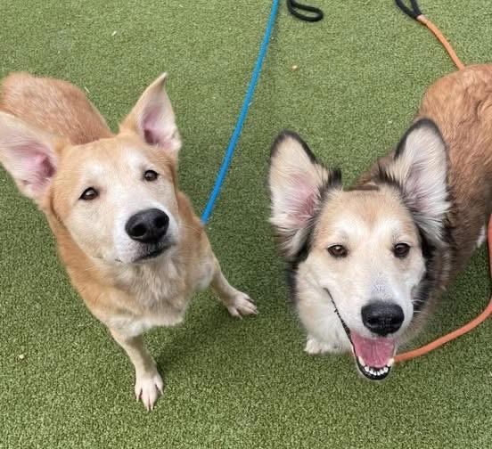 Enlarge Goosey, a Adoptable mixed breed in Kalkaska, MI image 5/6