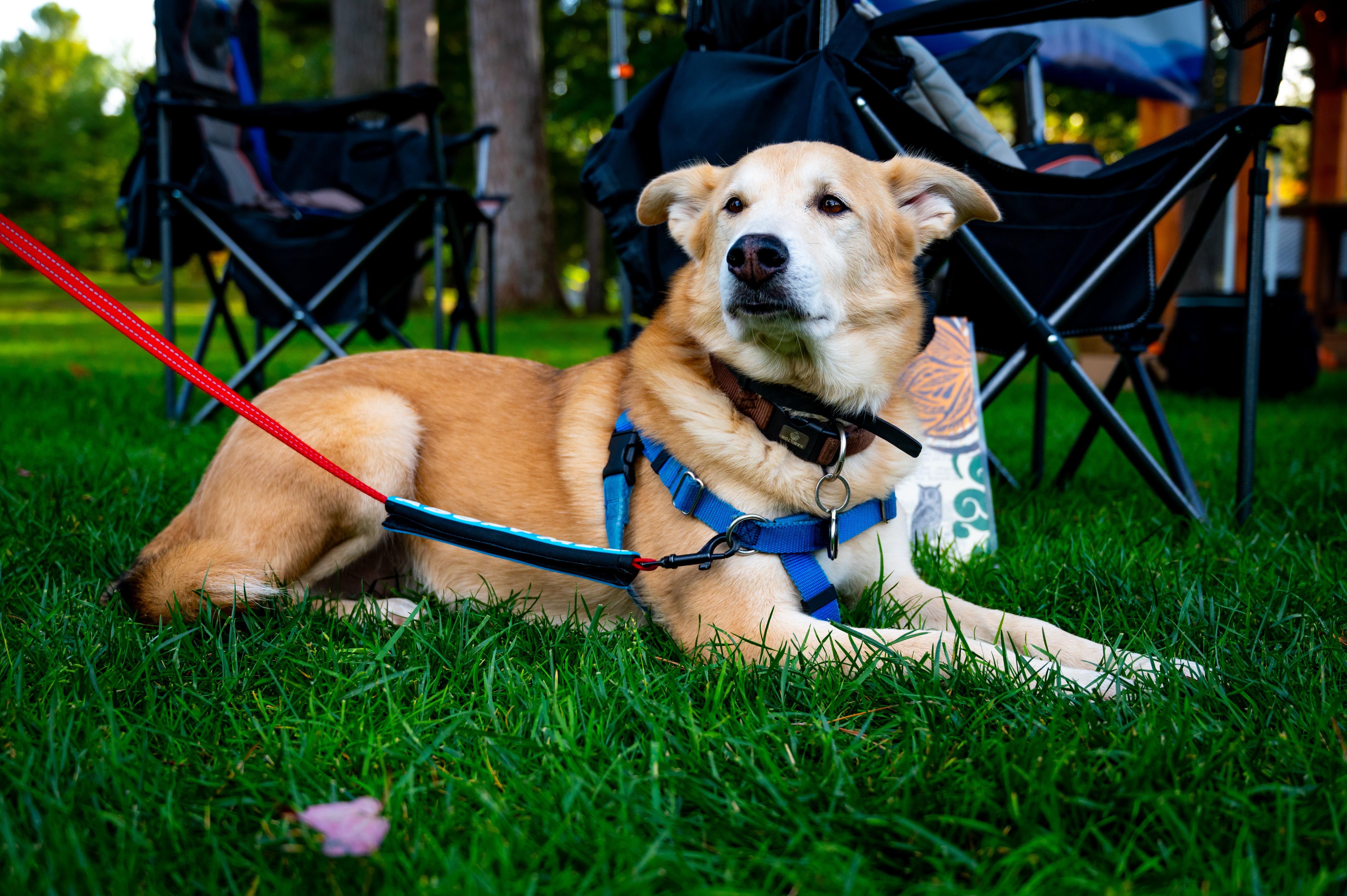 Enlarge Goosey, a Adoptable mixed breed in Kalkaska, MI image 2/6