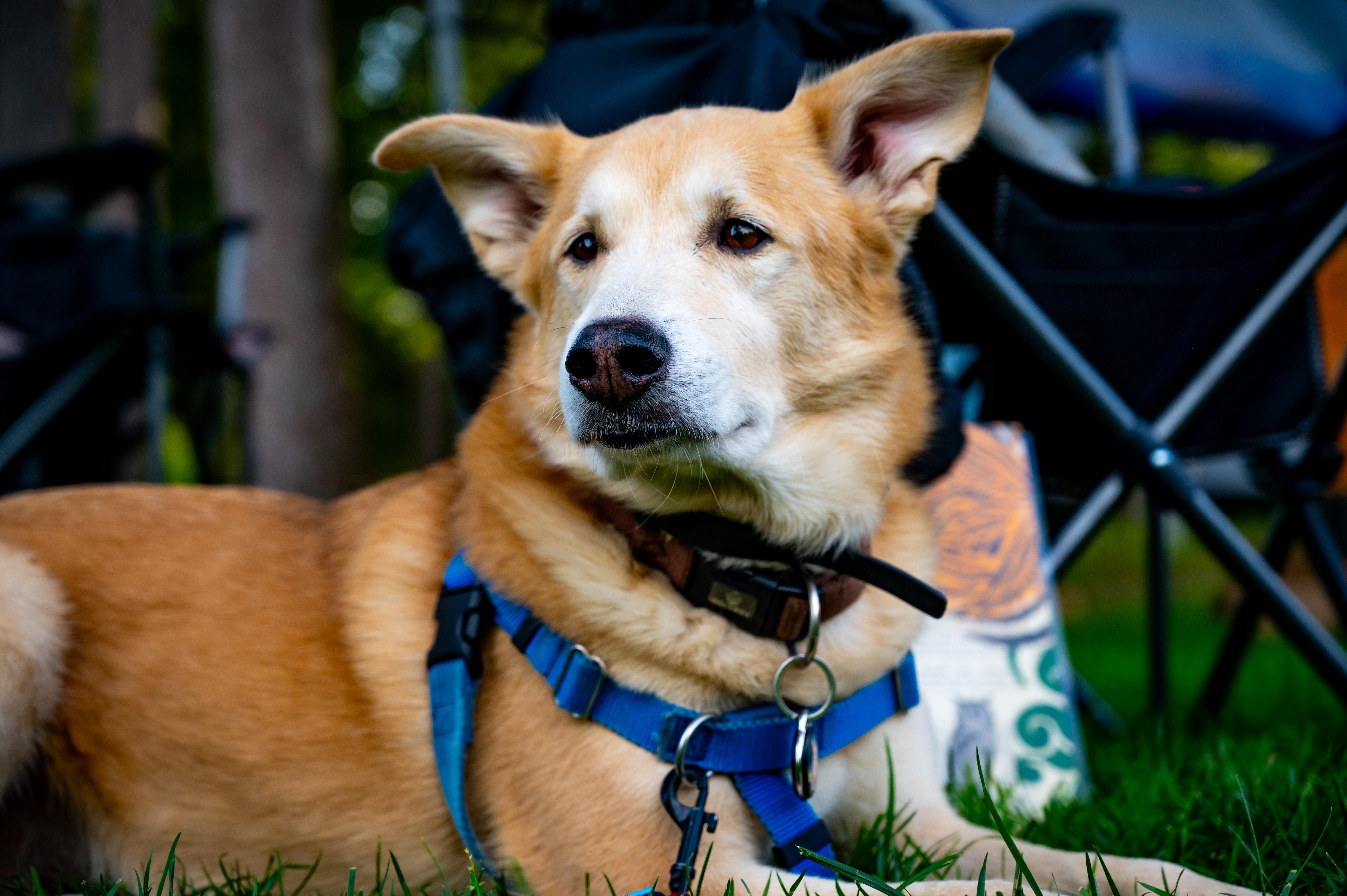 Goosey, Adoptable, Adult Female Australian Shepherd.