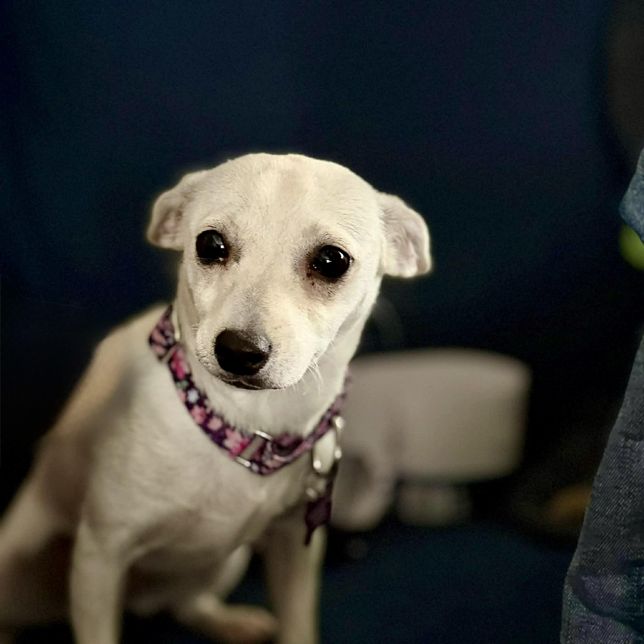 Enlarge Jess, an adopted mixed breed in Geneseo , IL image 2/3