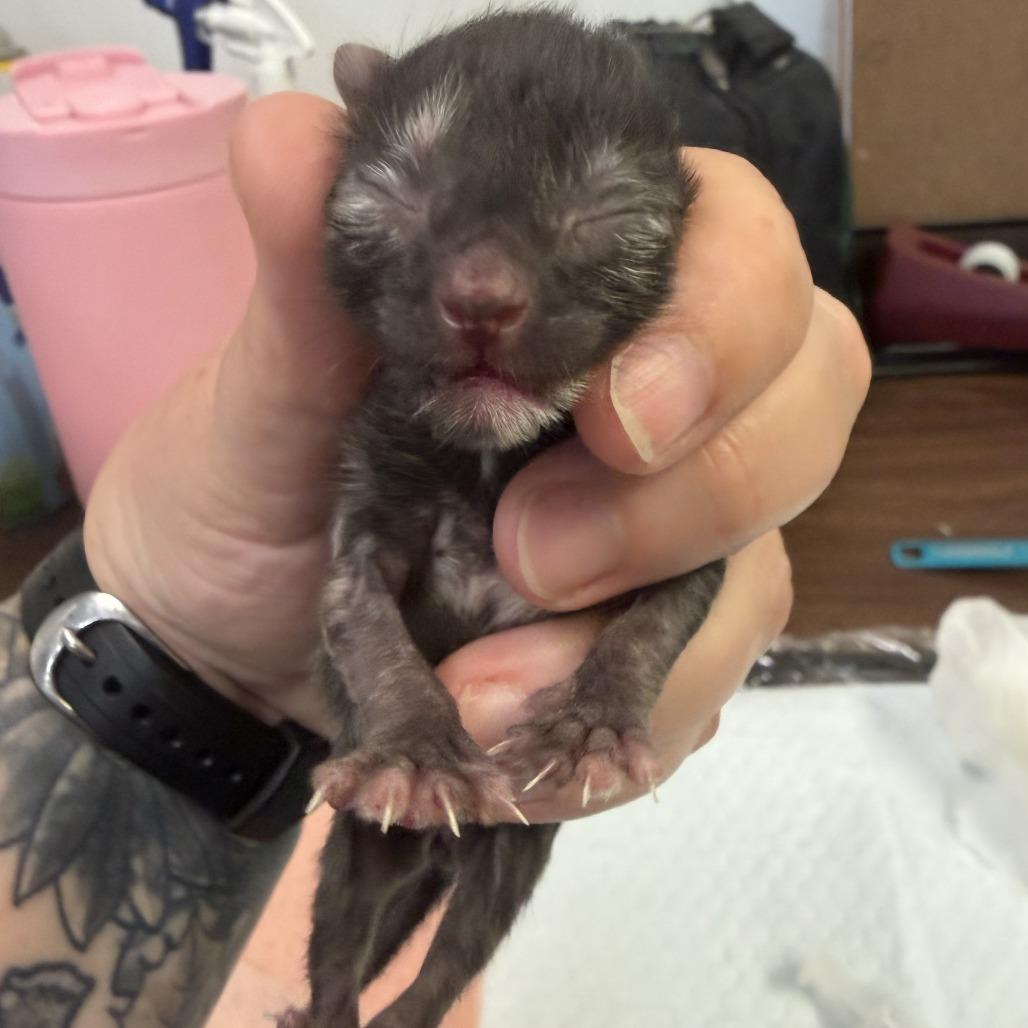 Seraphina, Adoptable, Kitten Female Domestic Short Hair.