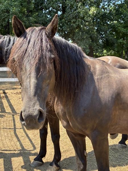 Enlarge Panache, a Adoptable mixed breed in Stratham, NH image 1/1