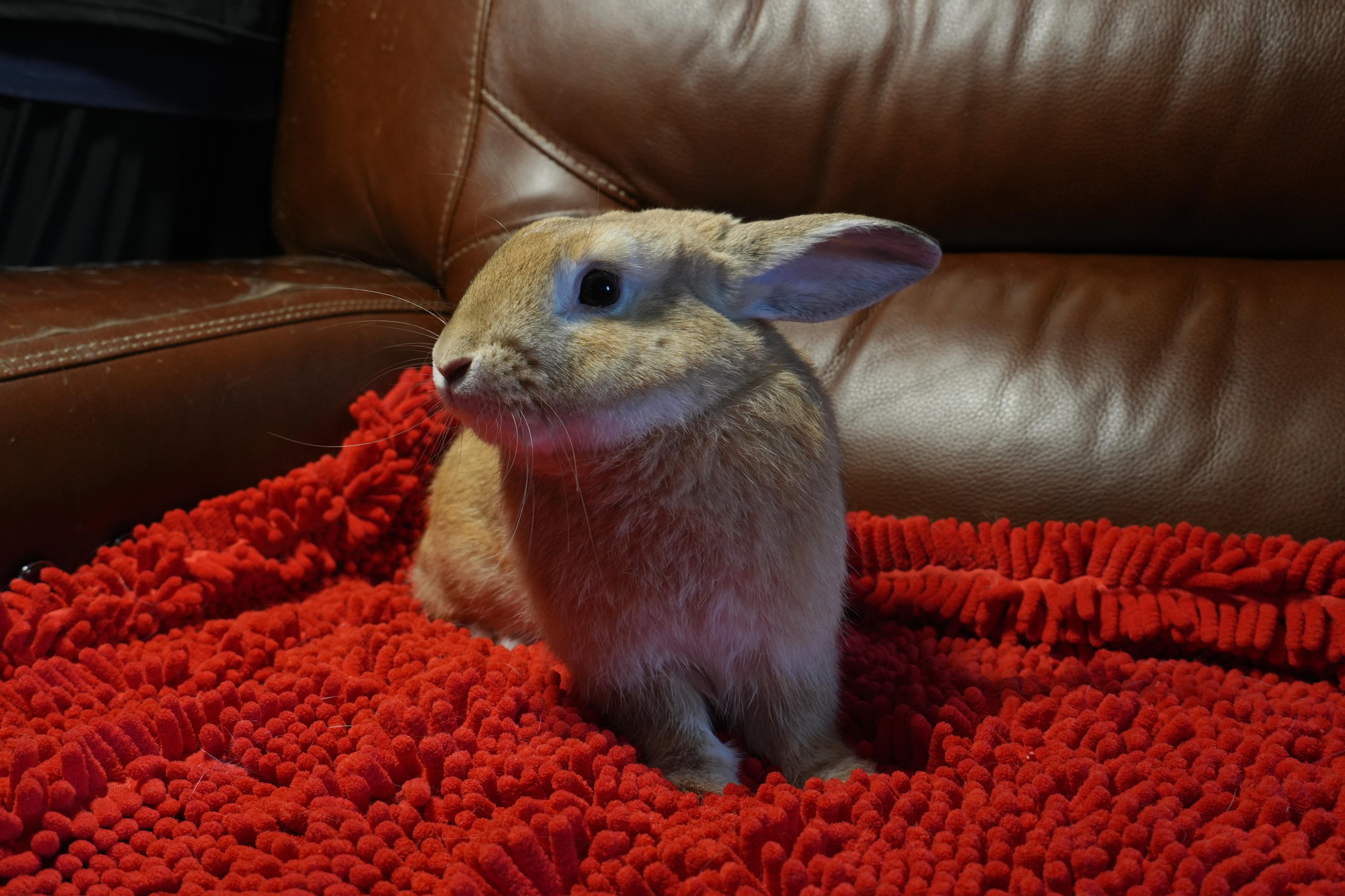 Enlarge Sonny, a ADOPTABLE mixed breed in Garland, TX image 2/4