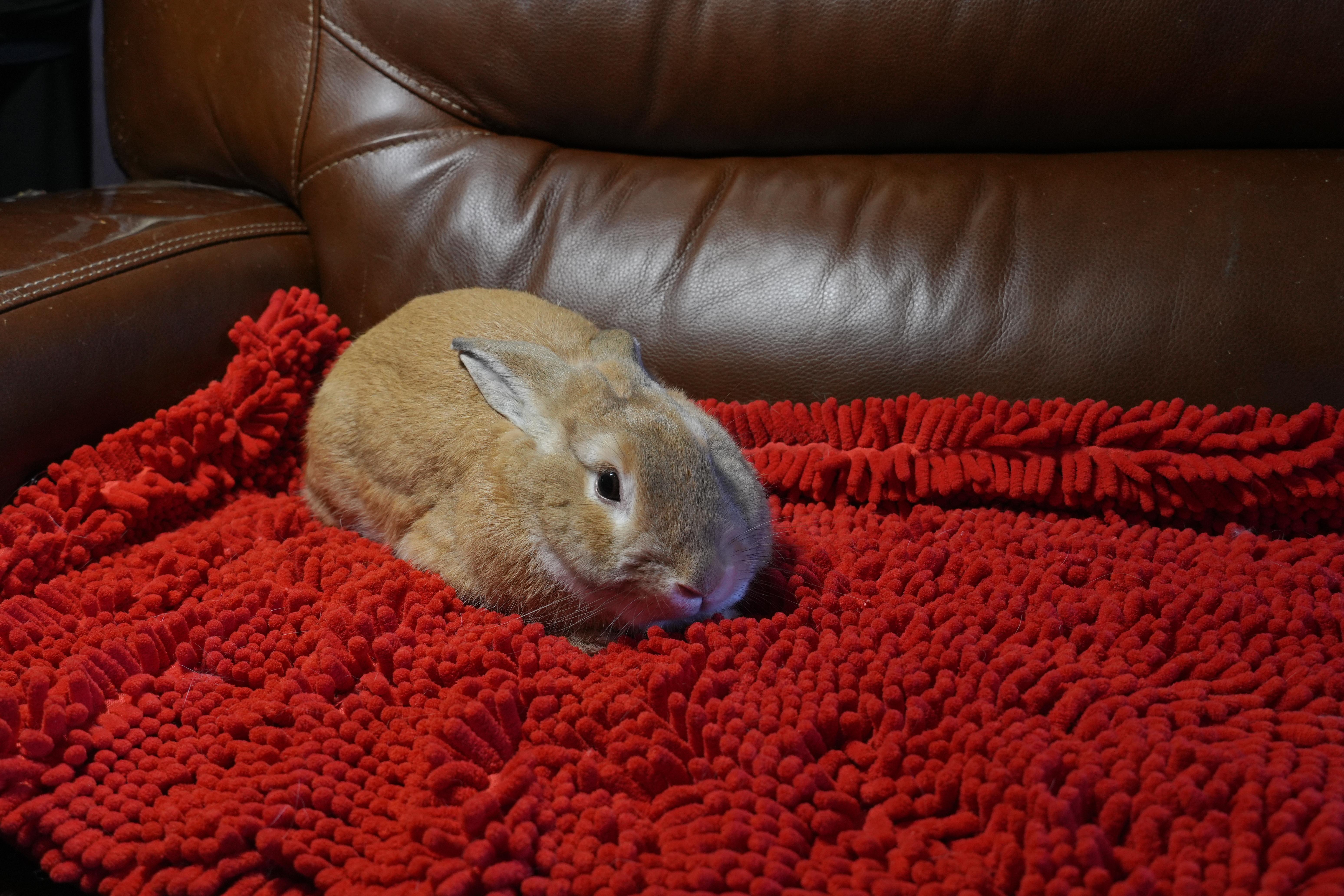 Enlarge Sonny, a ADOPTABLE mixed breed in Garland, TX image 3/4