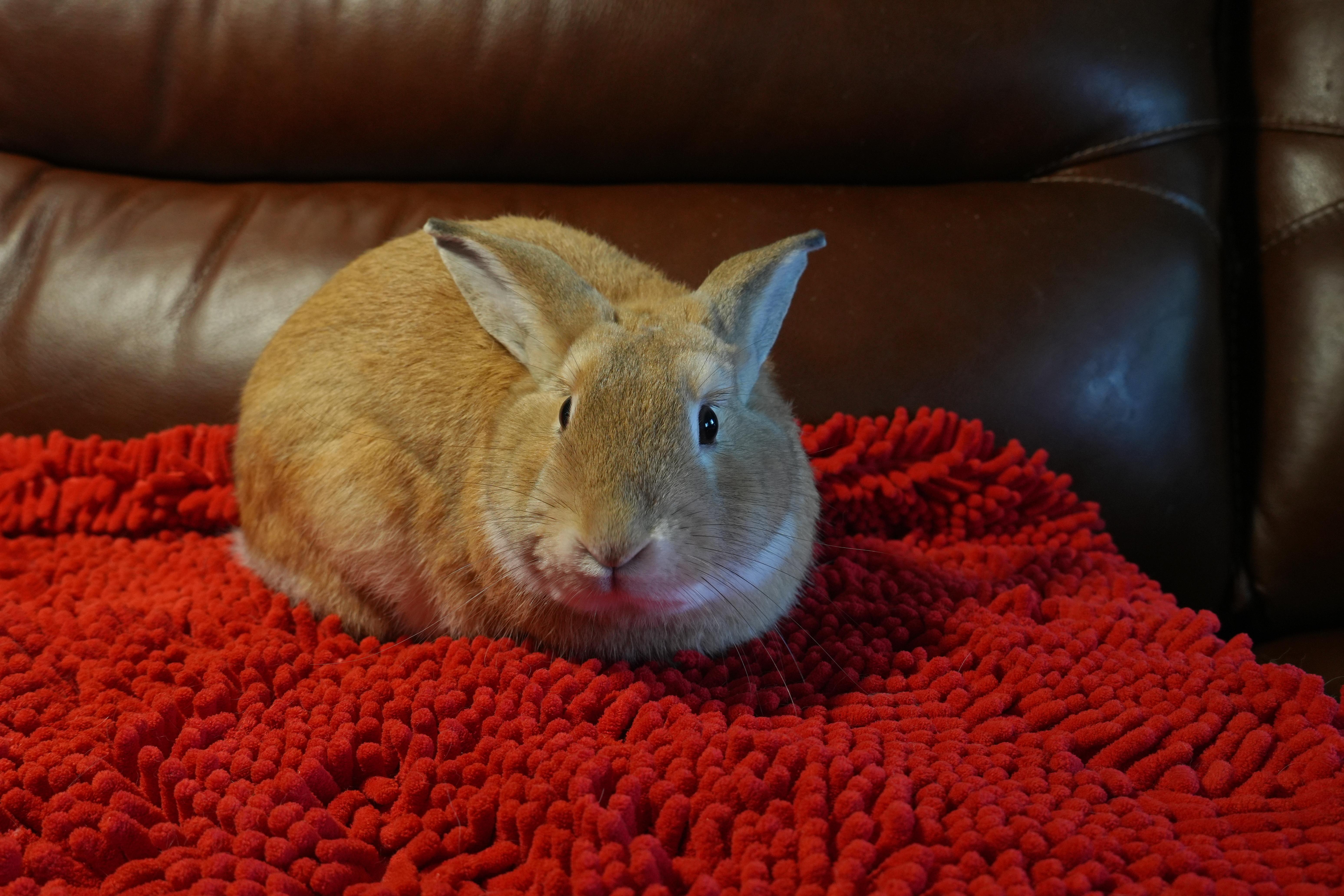 Sonny, ADOPTABLE, Young Male American.