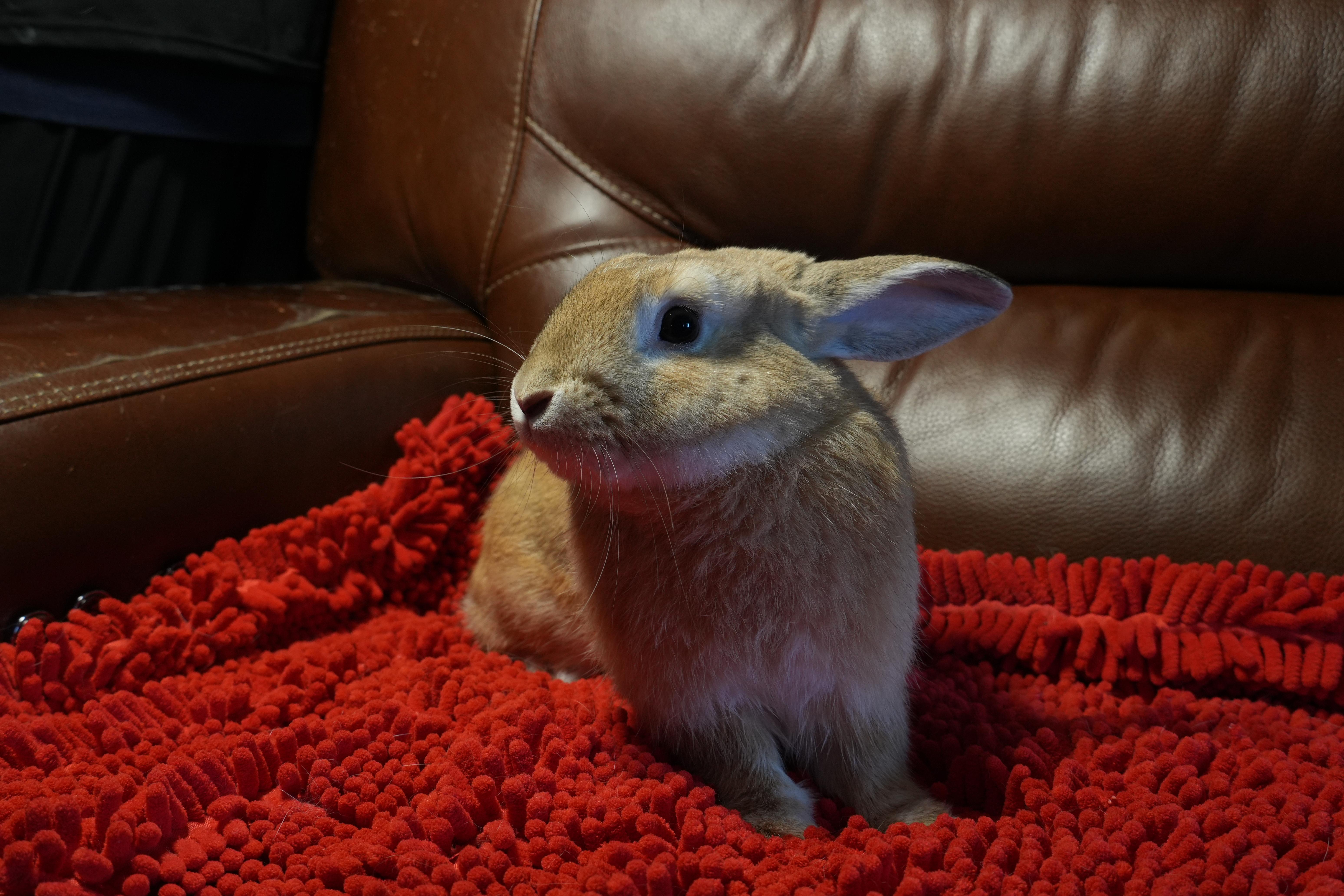 Enlarge Sonny, a ADOPTABLE mixed breed in Garland, TX image 4/4