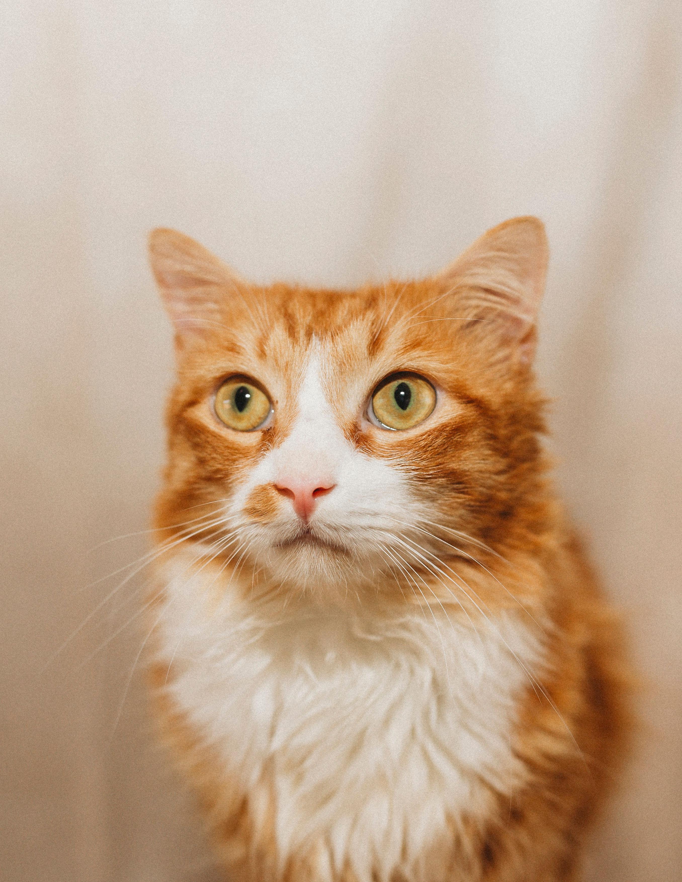 Ron Weasley