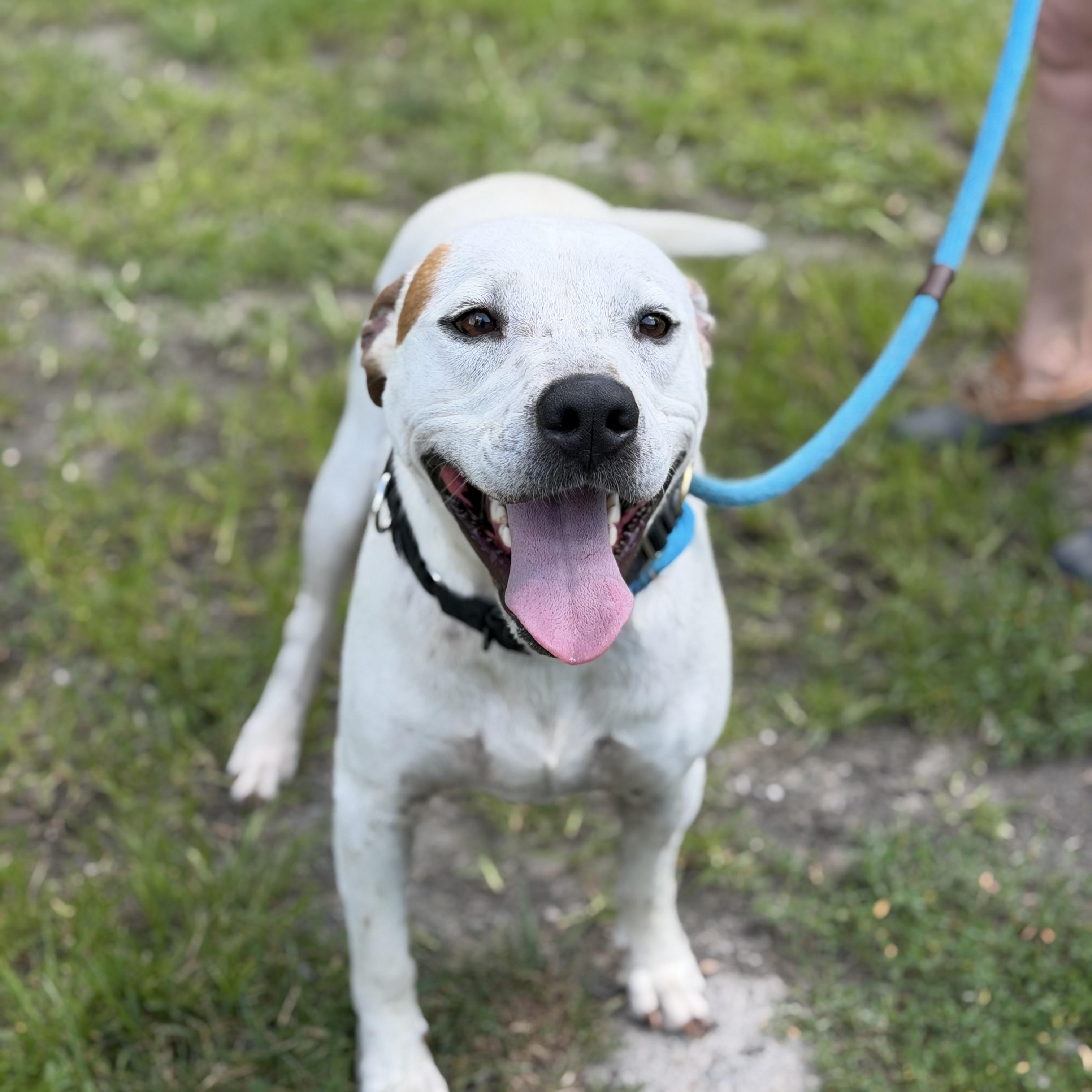 Enlarge Hitman, a ADOPTABLE Pit Bull Terrier in Gloucester, VA image 5/5