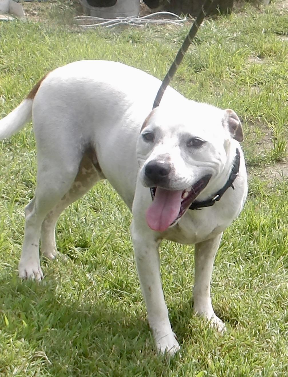 Enlarge Hitman, a ADOPTABLE Pit Bull Terrier in Gloucester, VA image 2/5