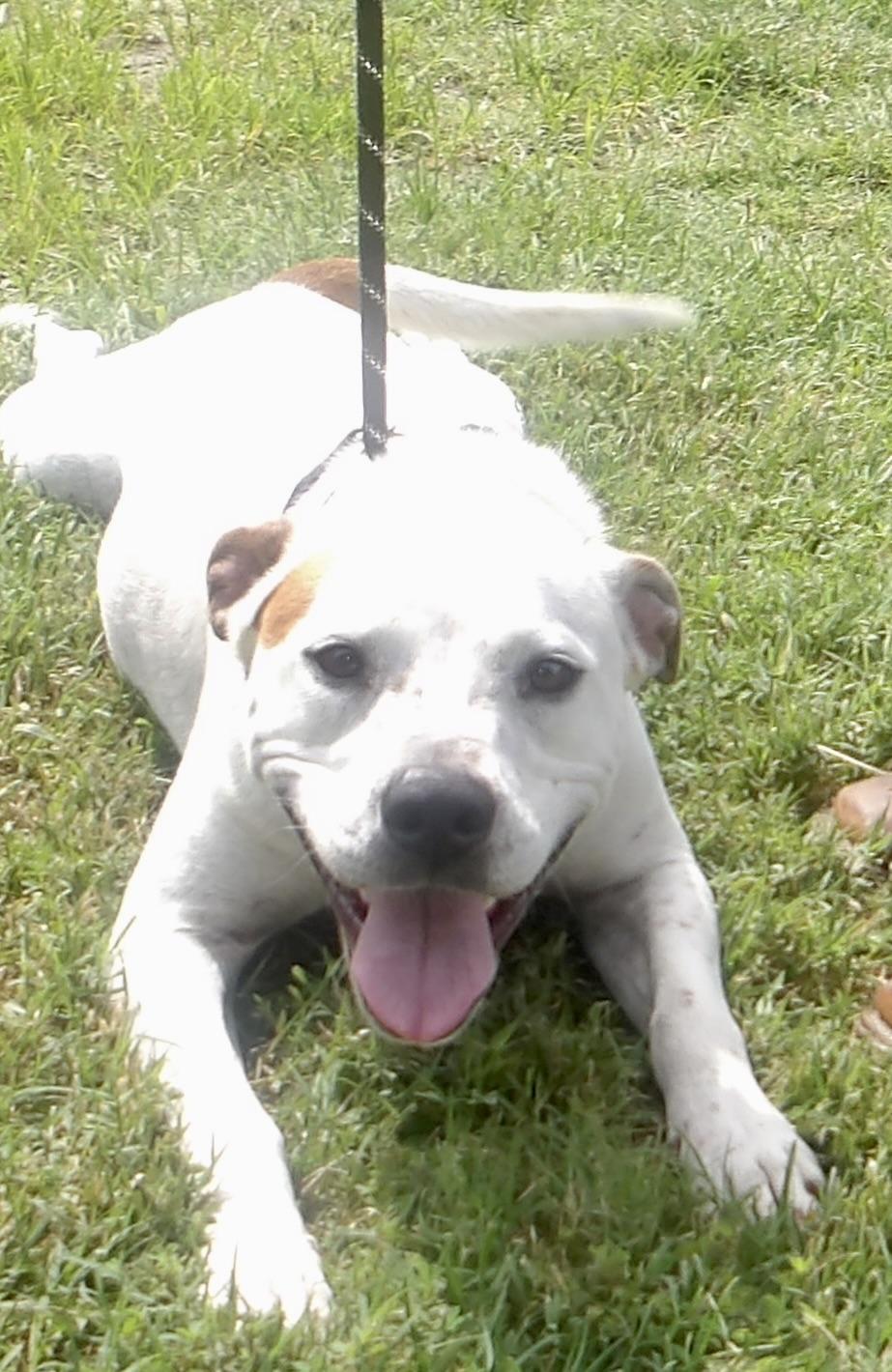 Enlarge Hitman, a ADOPTABLE Pit Bull Terrier in Gloucester, VA image 3/5