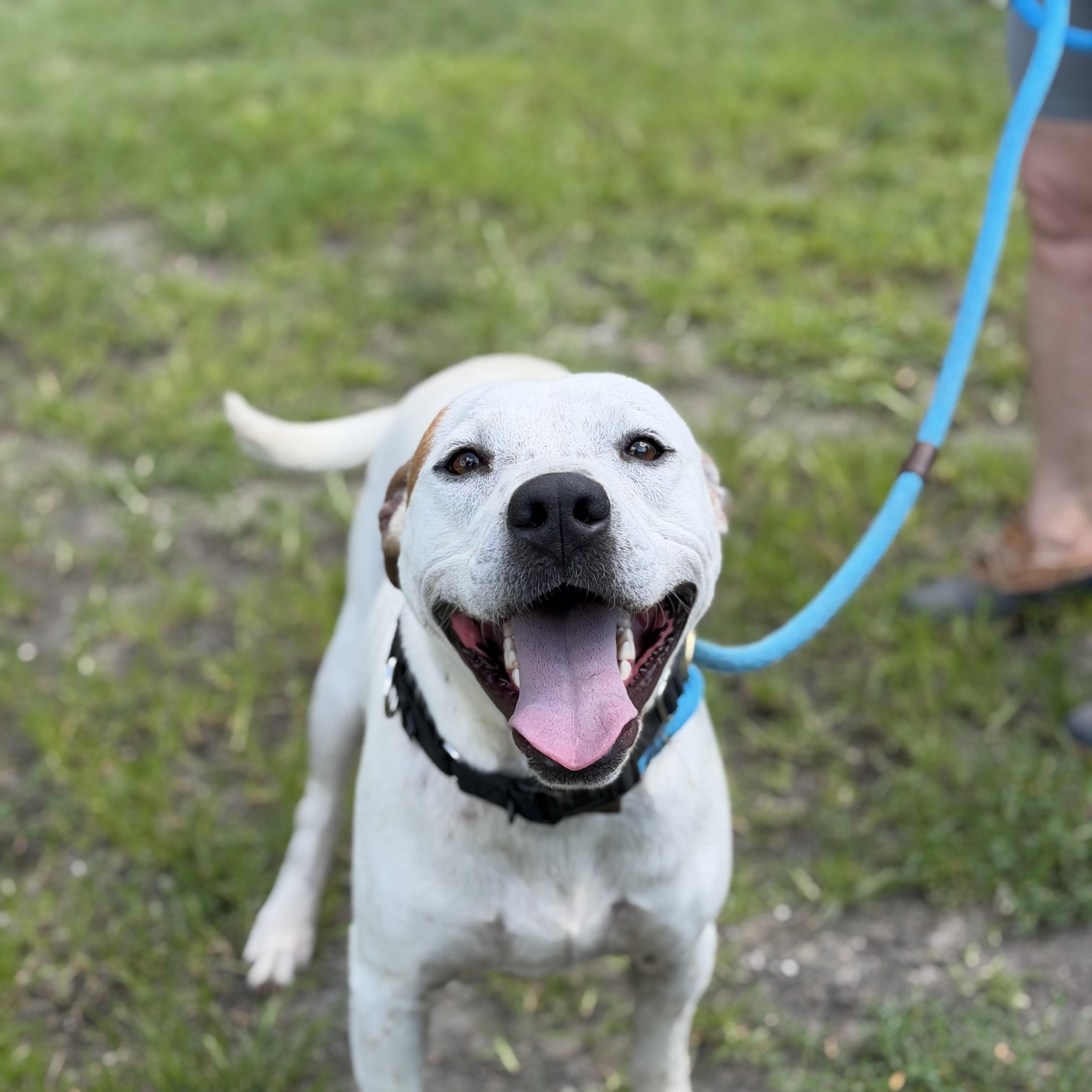 Enlarge Hitman, a ADOPTABLE Pit Bull Terrier in Gloucester, VA image 1/5