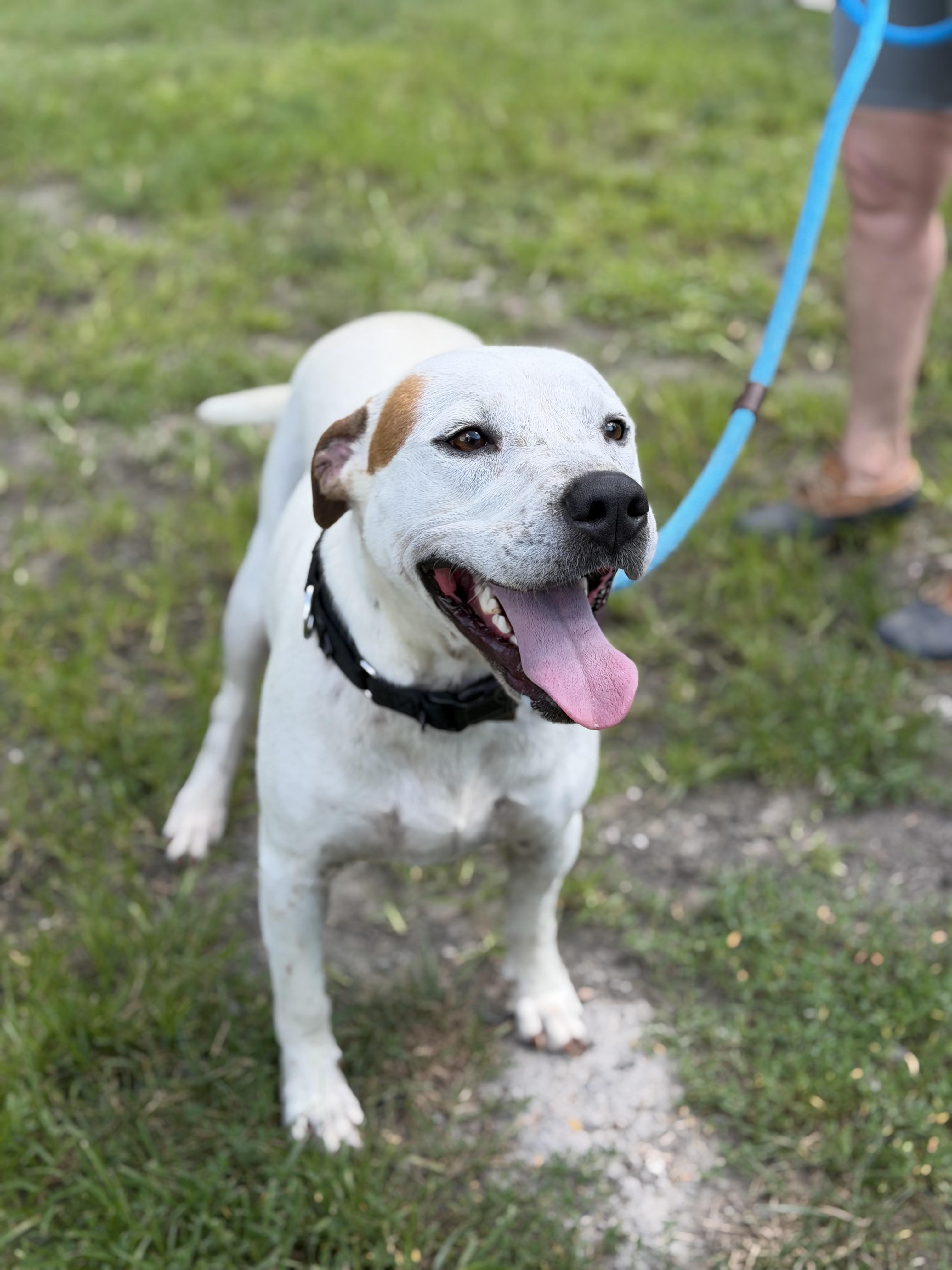 Enlarge Hitman, a ADOPTABLE Pit Bull Terrier in Gloucester, VA image 4/5