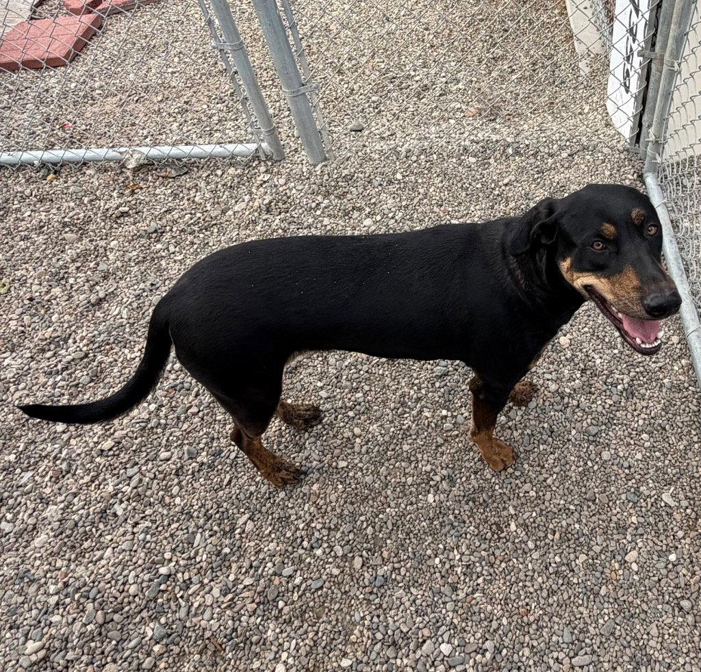 Freya, a Adoptable mixed breed in Emmett, ID image 1/2