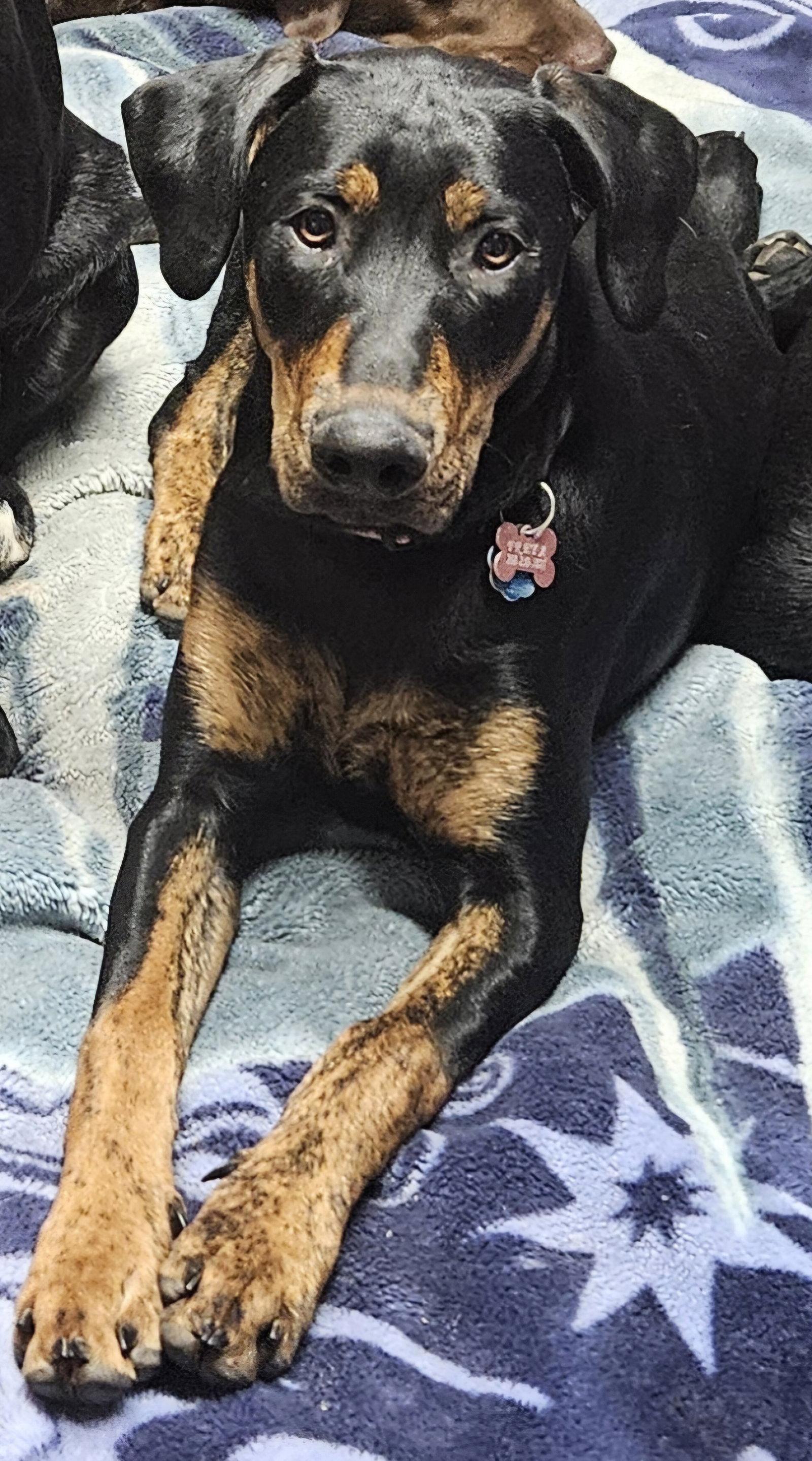 Freya, a Adoptable mixed breed in Emmett, ID image 2/2
