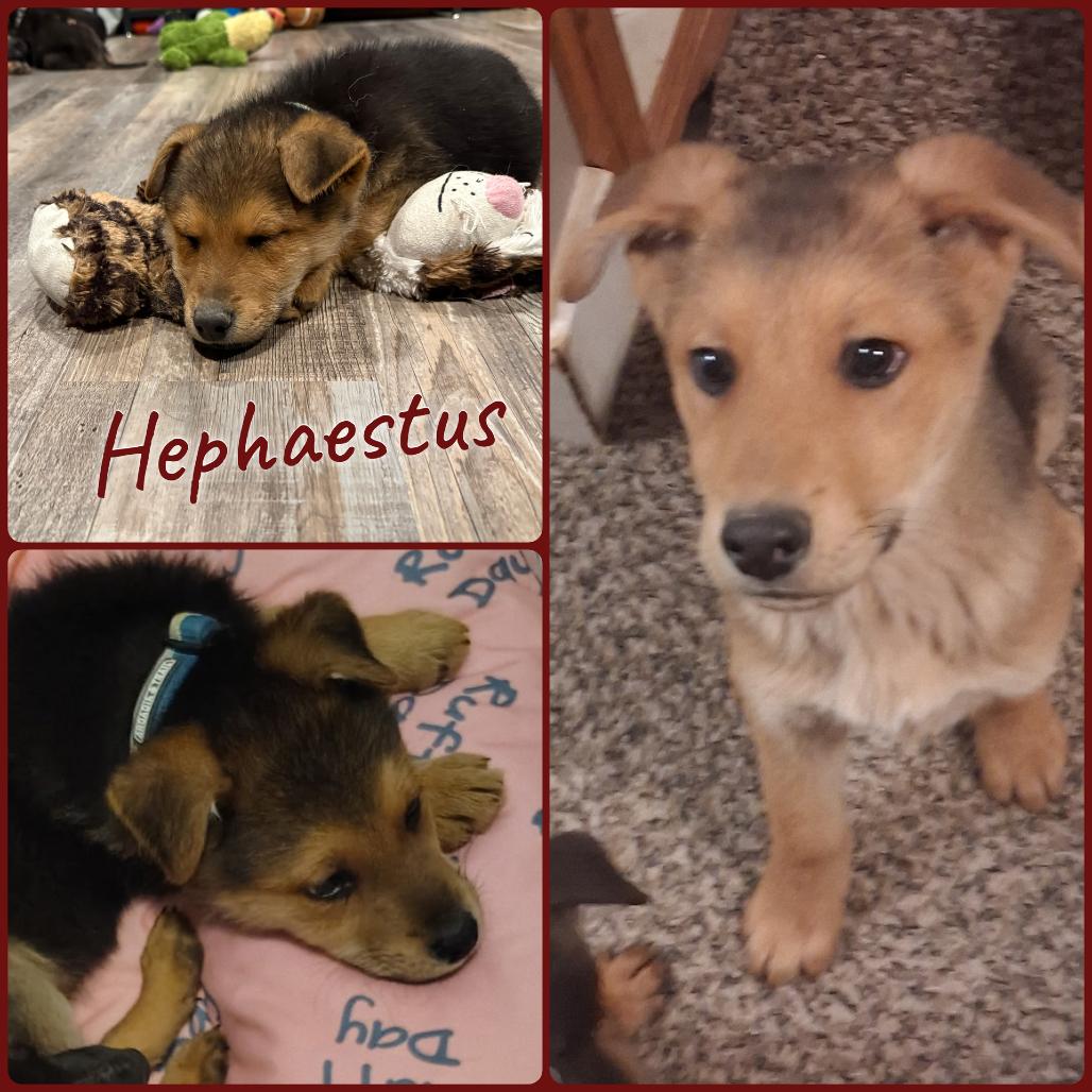 Hephaestus, Adoptable, Puppy Male German Shepherd Dog.