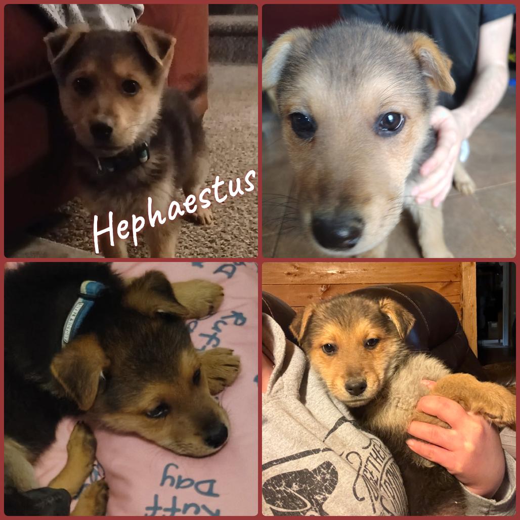 Hephaestus, Adoptable, Puppy Male German Shepherd Dog.