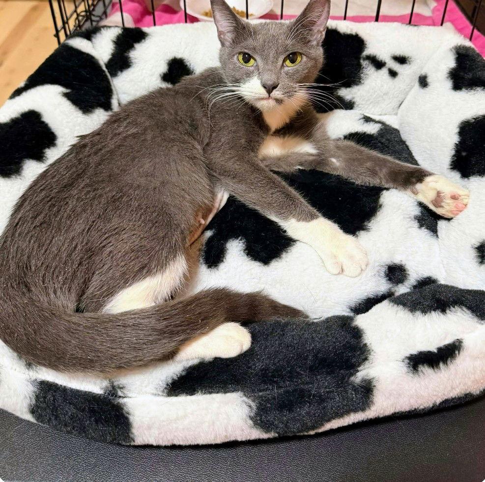 Muffin — thumbnail 2