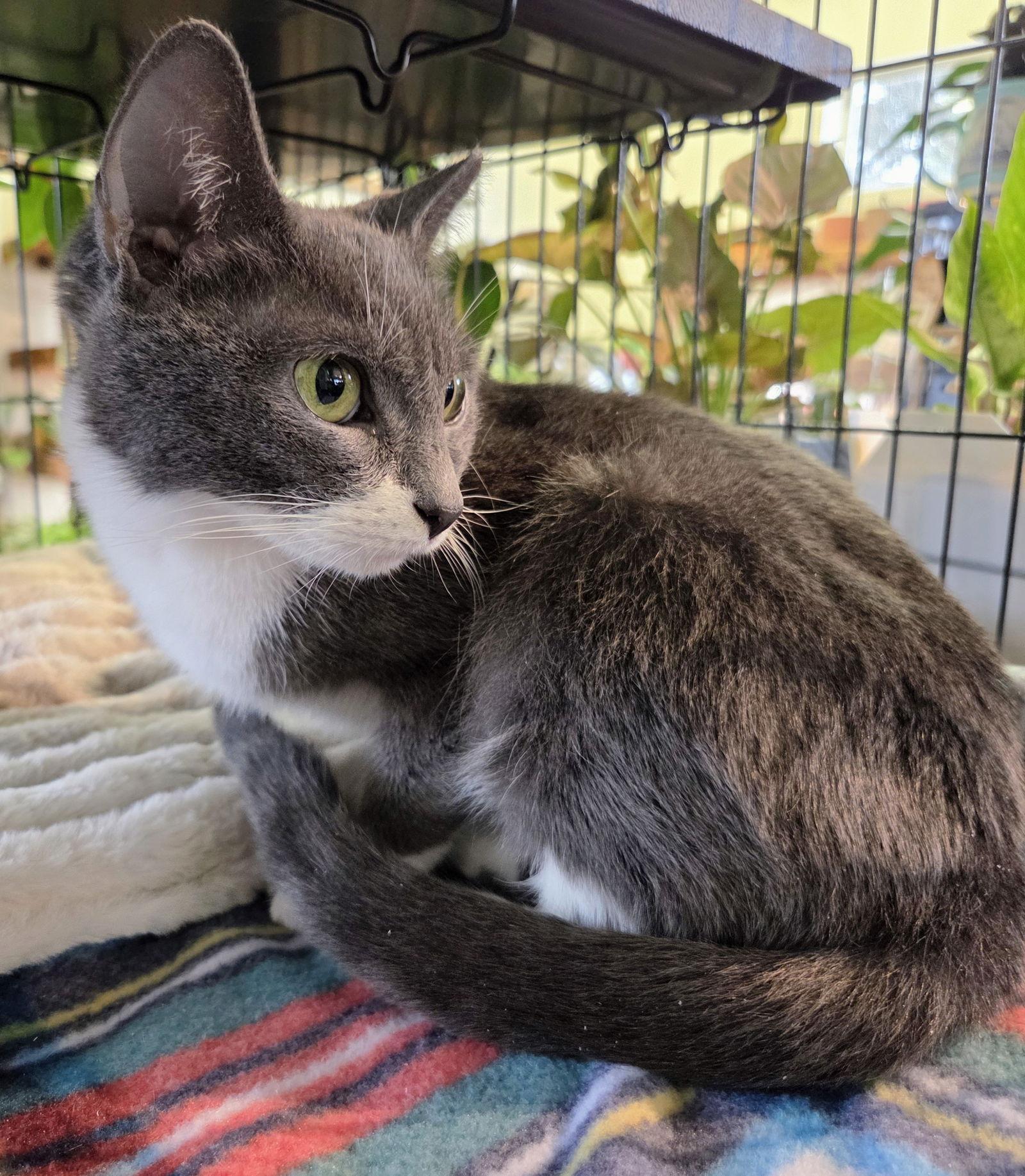 Muffin — thumbnail 3