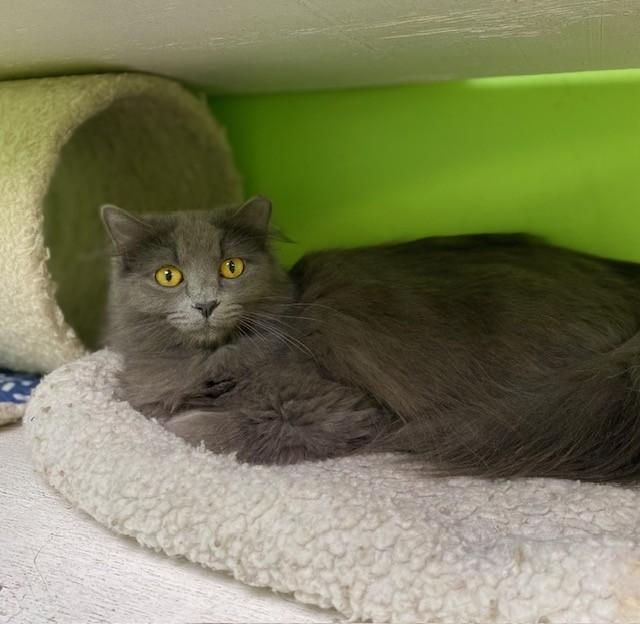 Laverne, ADOPTABLE, Adult Female Domestic Long Hair.