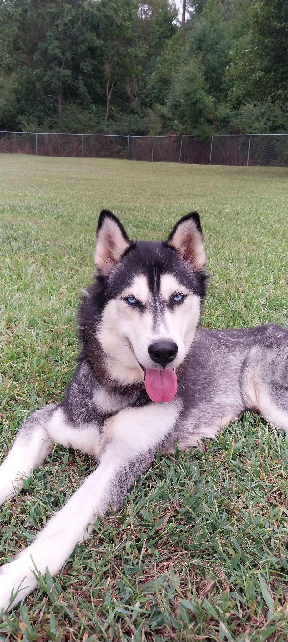 Enlarge Misty, a ADOPTABLE Siberian Husky in Cumming, GA image 2/2