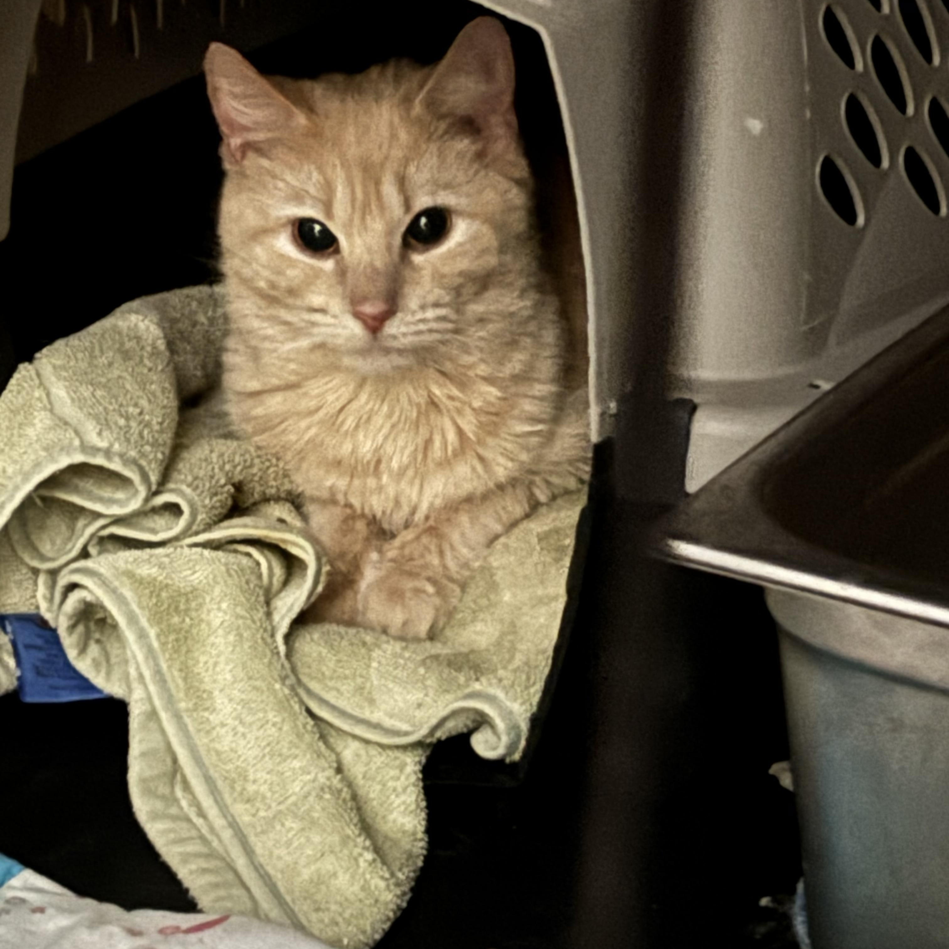 Becca, a Adoptable Domestic Medium Hair in Pittsburgh, PA image 3/5