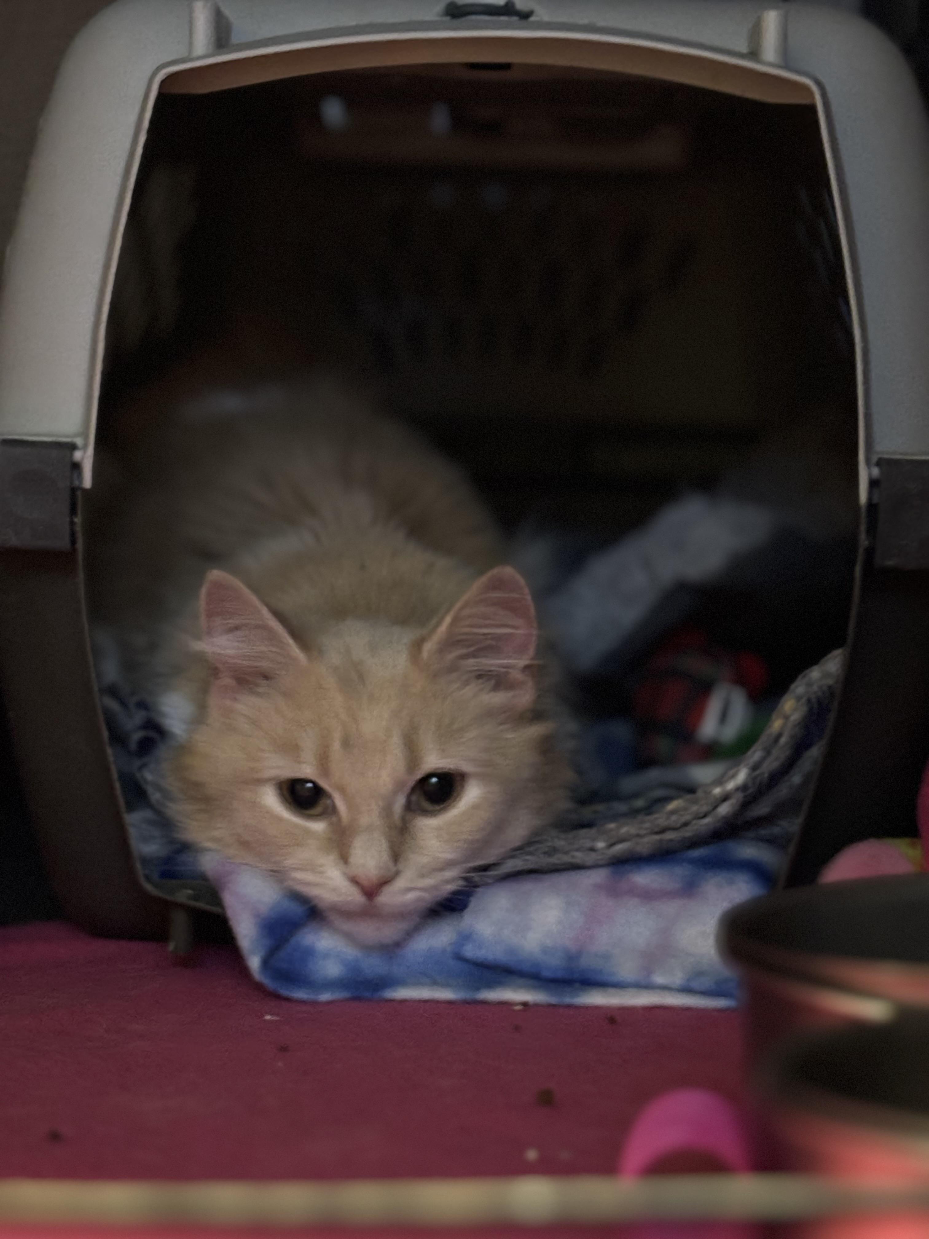 Becca, a Adoptable Domestic Medium Hair in Pittsburgh, PA image 4/5