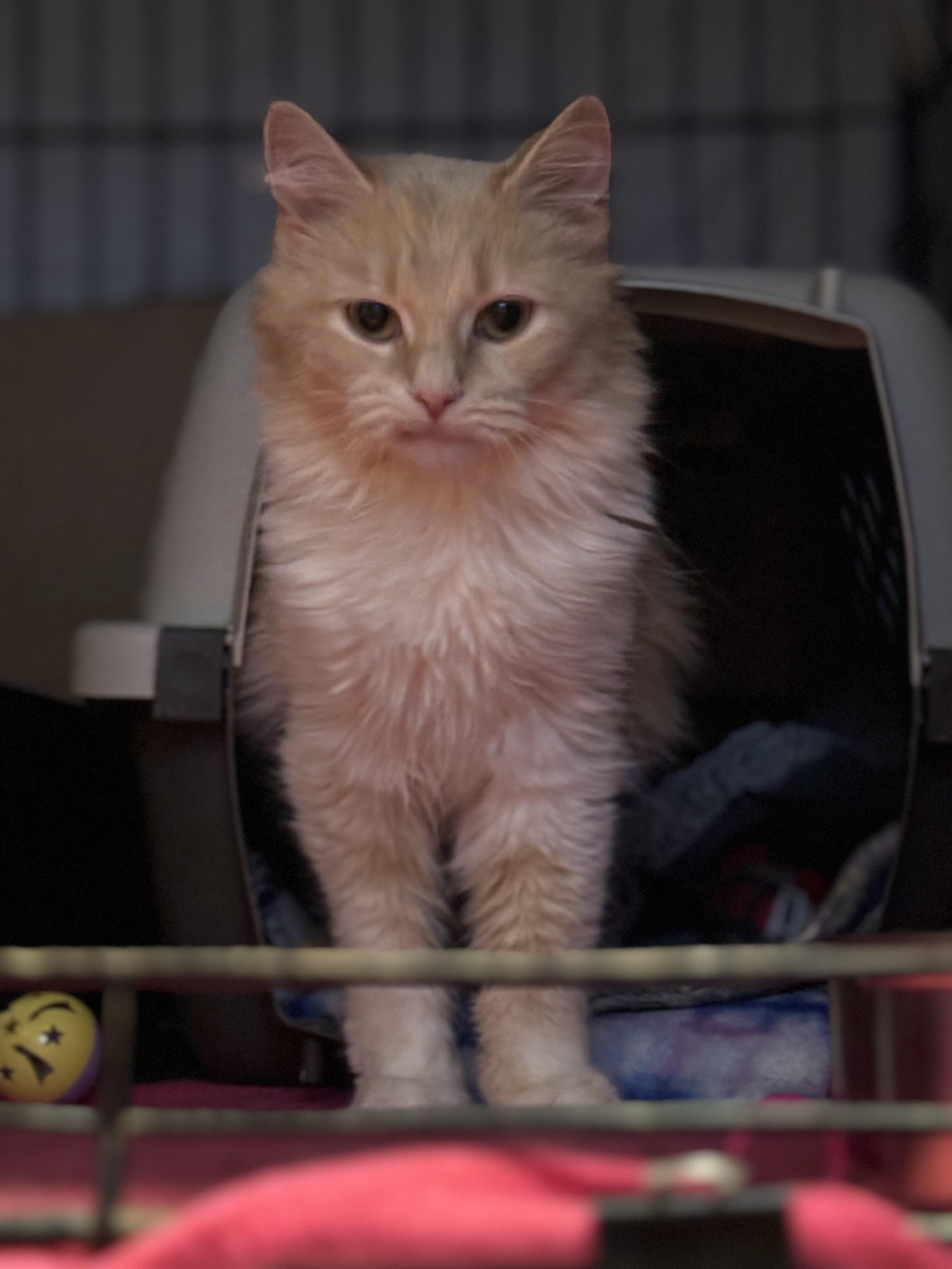 Becca, a Adoptable Domestic Medium Hair in Pittsburgh, PA image 2/5