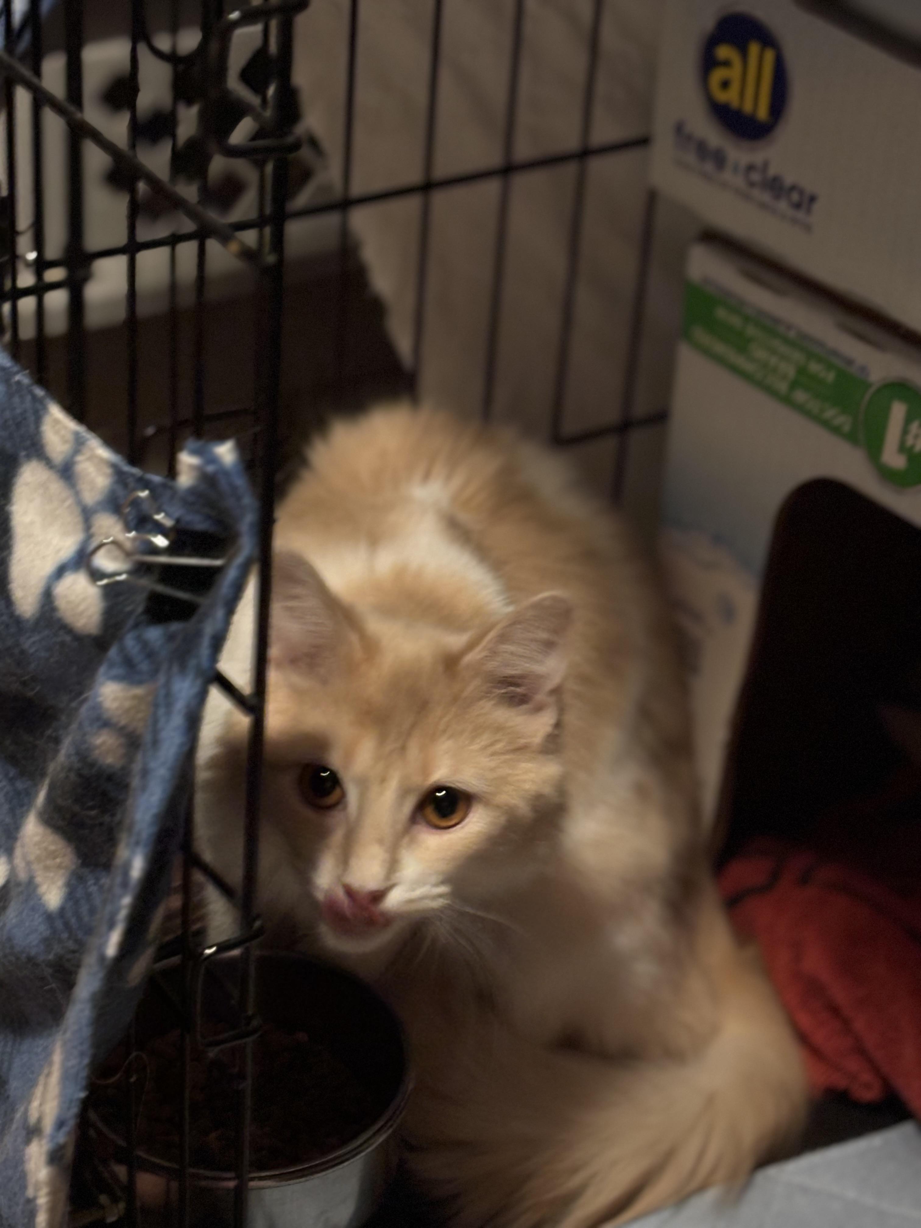 Becca, a Adoptable Domestic Medium Hair in Pittsburgh, PA image 5/5