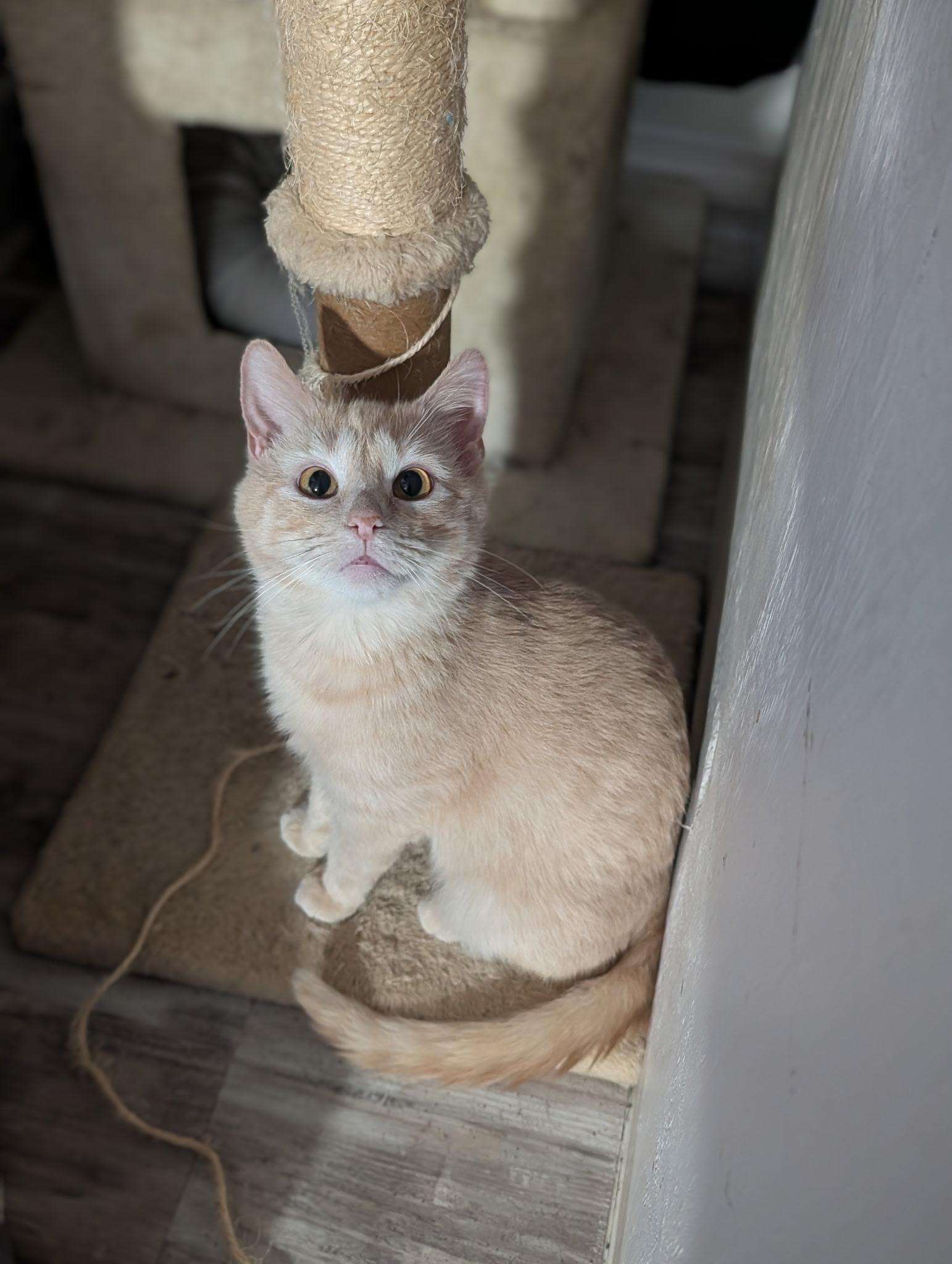 Becca, a Adoptable Domestic Medium Hair in Pittsburgh, PA image 1/5