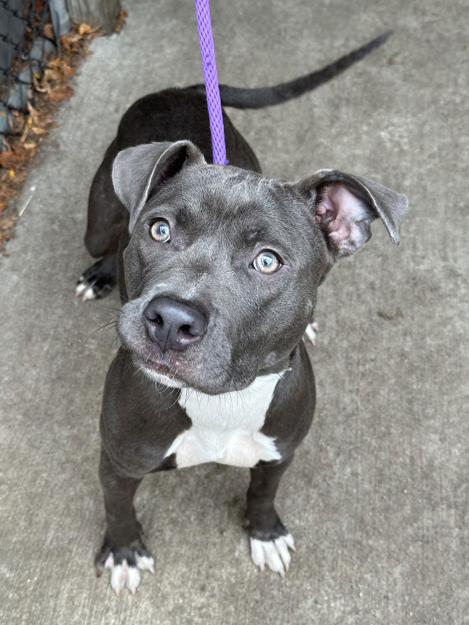 Santa Fe, Adopted, Young Female Pit Bull Terrier.