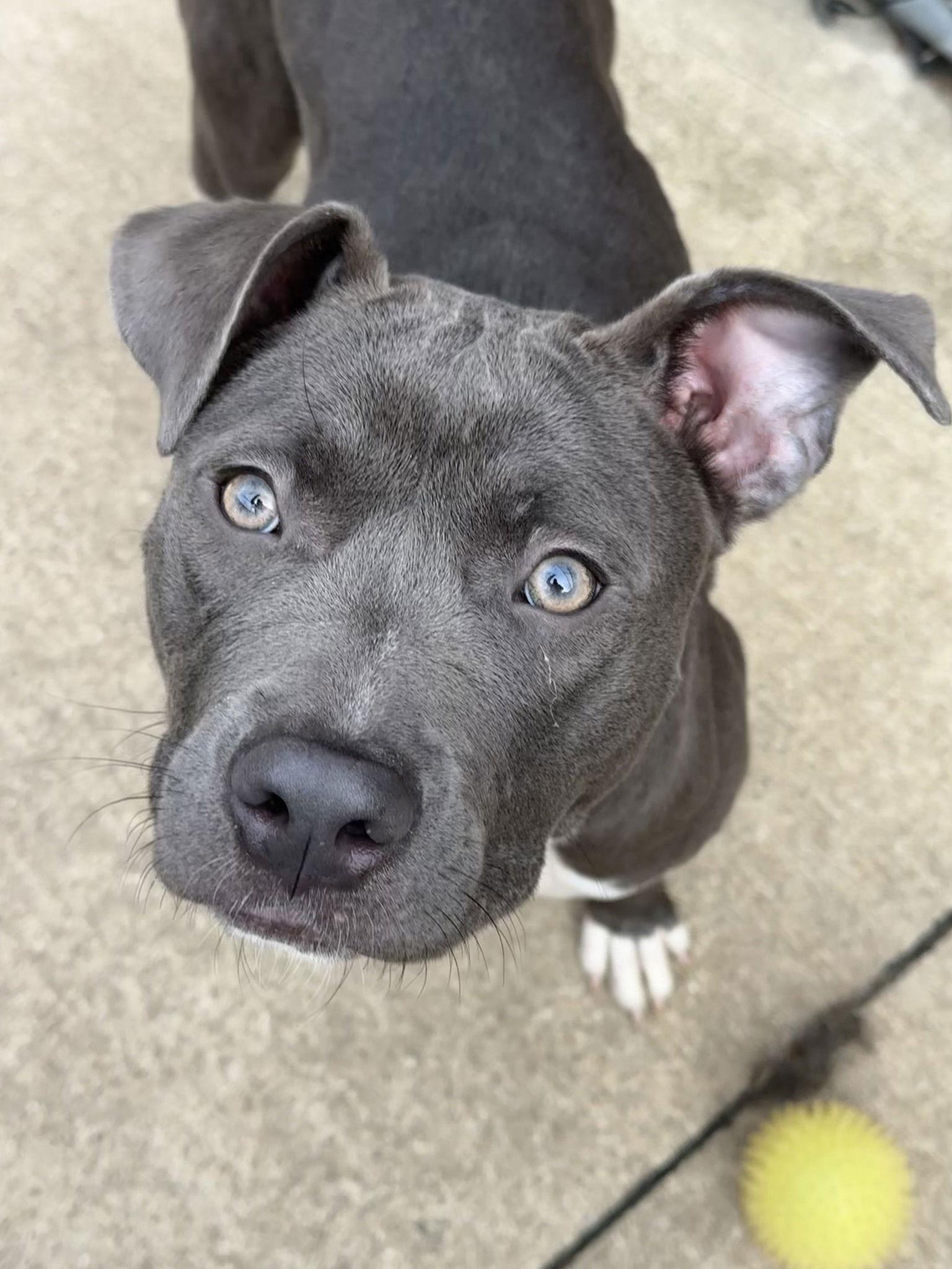 Enlarge Santa Fe, a Adopted Pit Bull Terrier in Crete, IL image 2/3