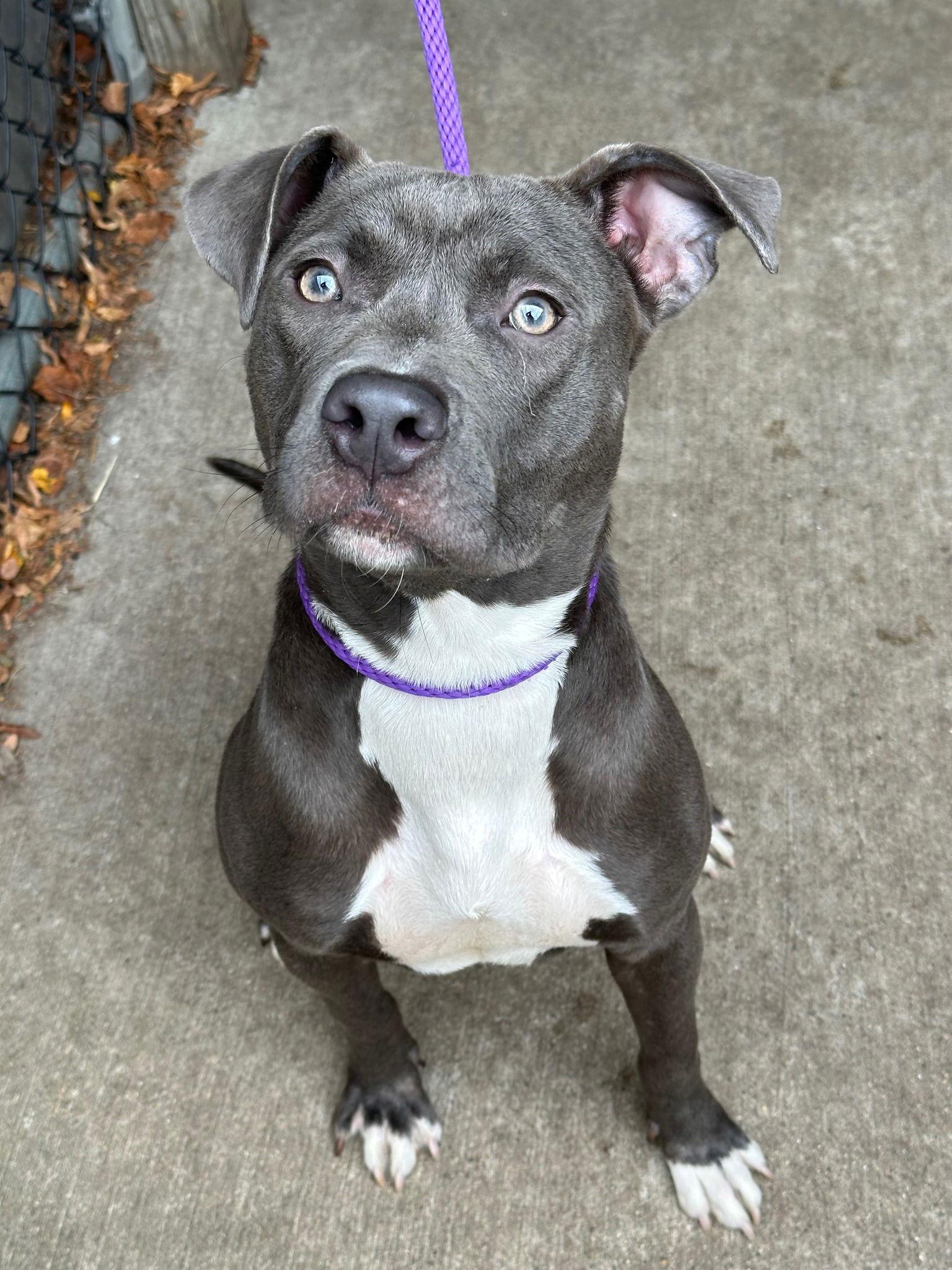 Enlarge Santa Fe, a Adopted Pit Bull Terrier in Crete, IL image 3/3