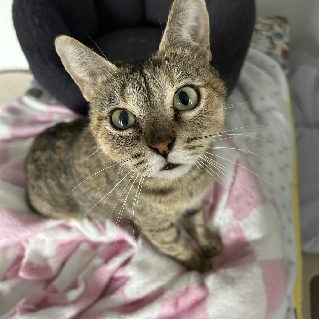 Shailee @ PAWZ Pet Cafe, Adoptable, Adult Female Domestic Short Hair.