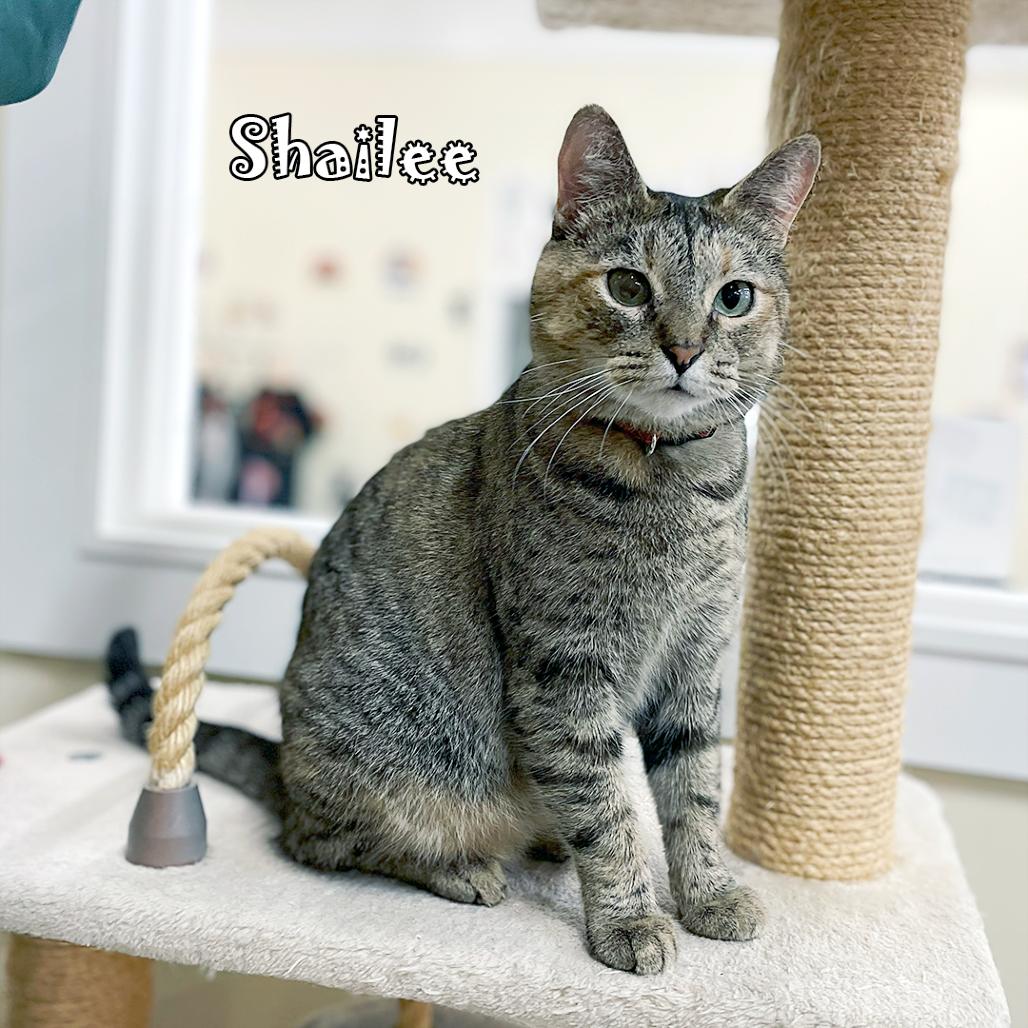 Enlarge Shailee @ PAWZ Pet Cafe, a Adoptable Domestic Short Hair in Carmel, IN image 2/6