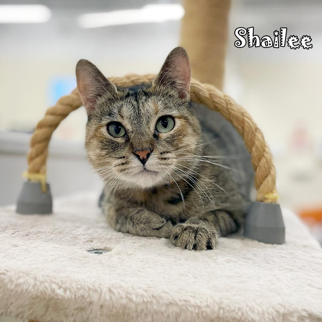 Enlarge Shailee @ PAWZ Pet Cafe, a Adoptable Domestic Short Hair in Carmel, IN image 3/6