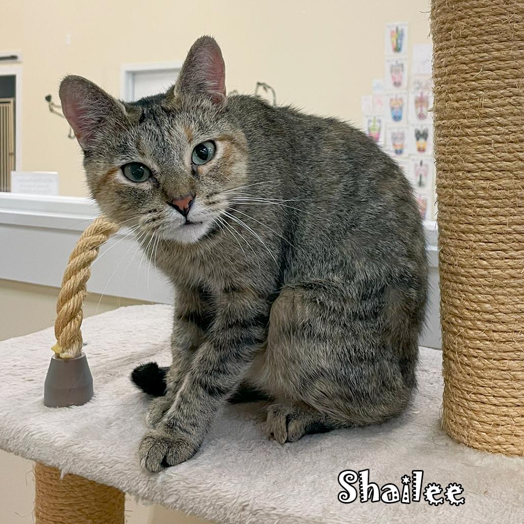 Enlarge Shailee @ PAWZ Pet Cafe, a Adoptable Domestic Short Hair in Carmel, IN image 4/6