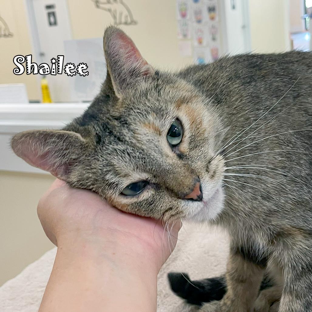 Enlarge Shailee @ PAWZ Pet Cafe, a Adoptable Domestic Short Hair in Carmel, IN image 5/6