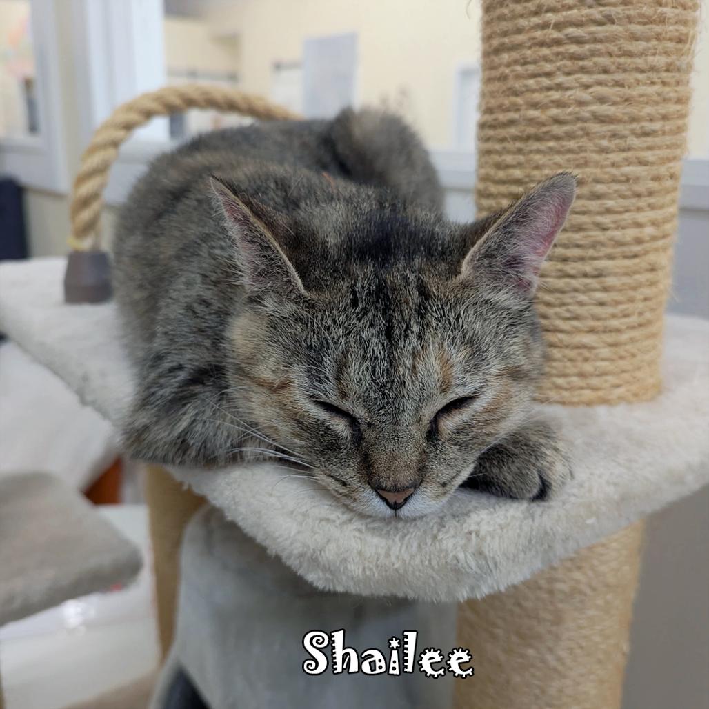 Enlarge Shailee @ PAWZ Pet Cafe, a Adoptable Domestic Short Hair in Carmel, IN image 6/6
