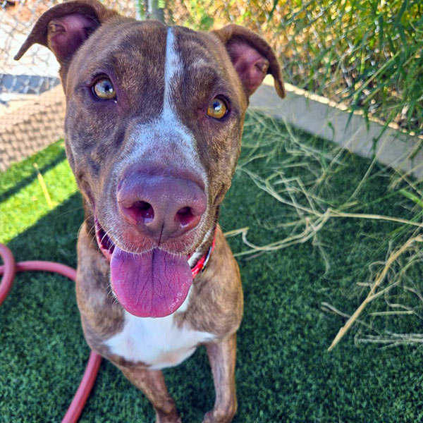 Enlarge Lucius  *Courtesy post. Out of town pet. See below for details*, a Adoptable Pit Bull Terrier in Eagle, ID image 1/4