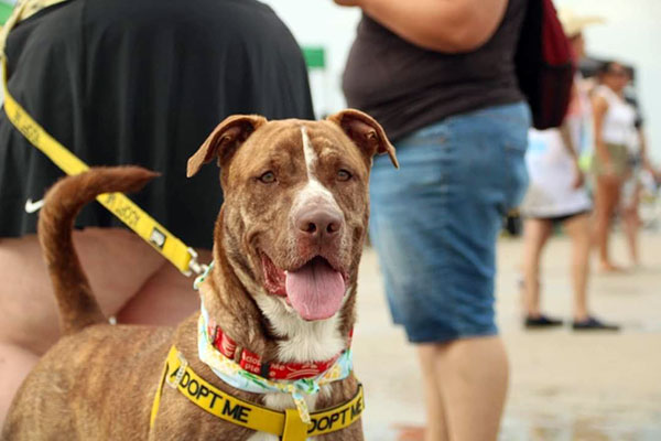 Enlarge Lucius  *Courtesy post. Out of town pet. See below for details*, a Adoptable Pit Bull Terrier in Eagle, ID image 2/4