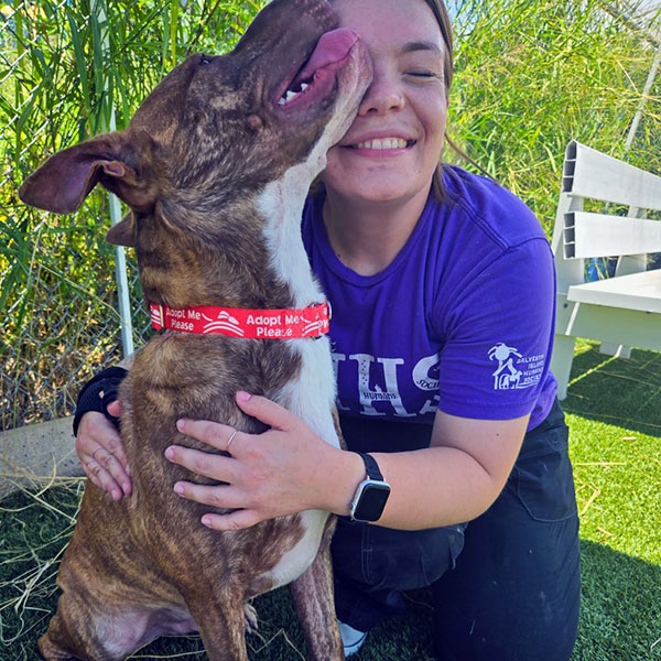 Enlarge Lucius  *Courtesy post. Out of town pet. See below for details*, a Adoptable Pit Bull Terrier in Eagle, ID image 4/4