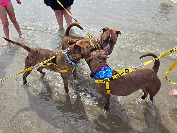 Enlarge Lucius  *Courtesy post. Out of town pet. See below for details*, a Adoptable Pit Bull Terrier in Eagle, ID image 3/4