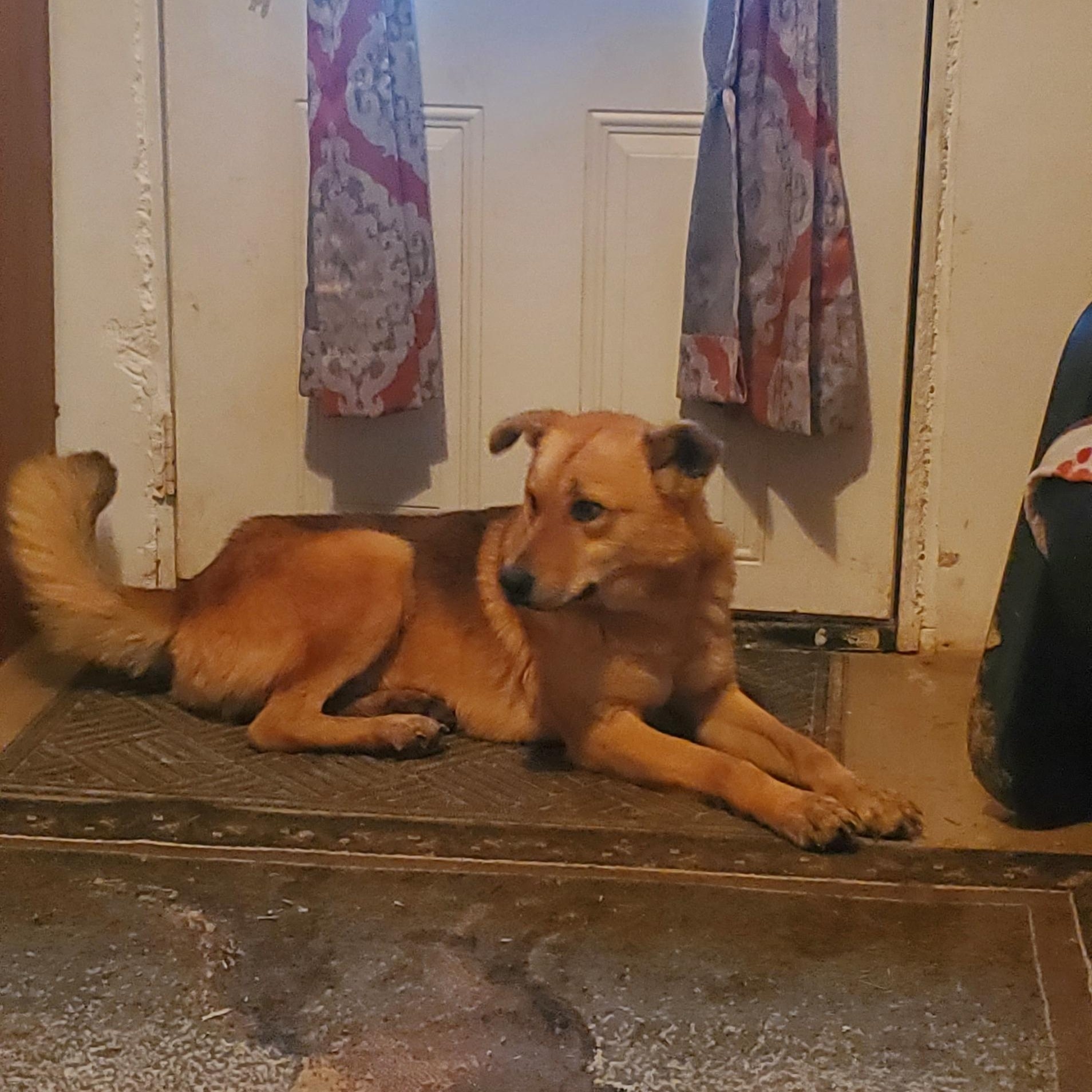 Enlarge Jake, a Adoptable mixed breed in Campton, KY image 3/6