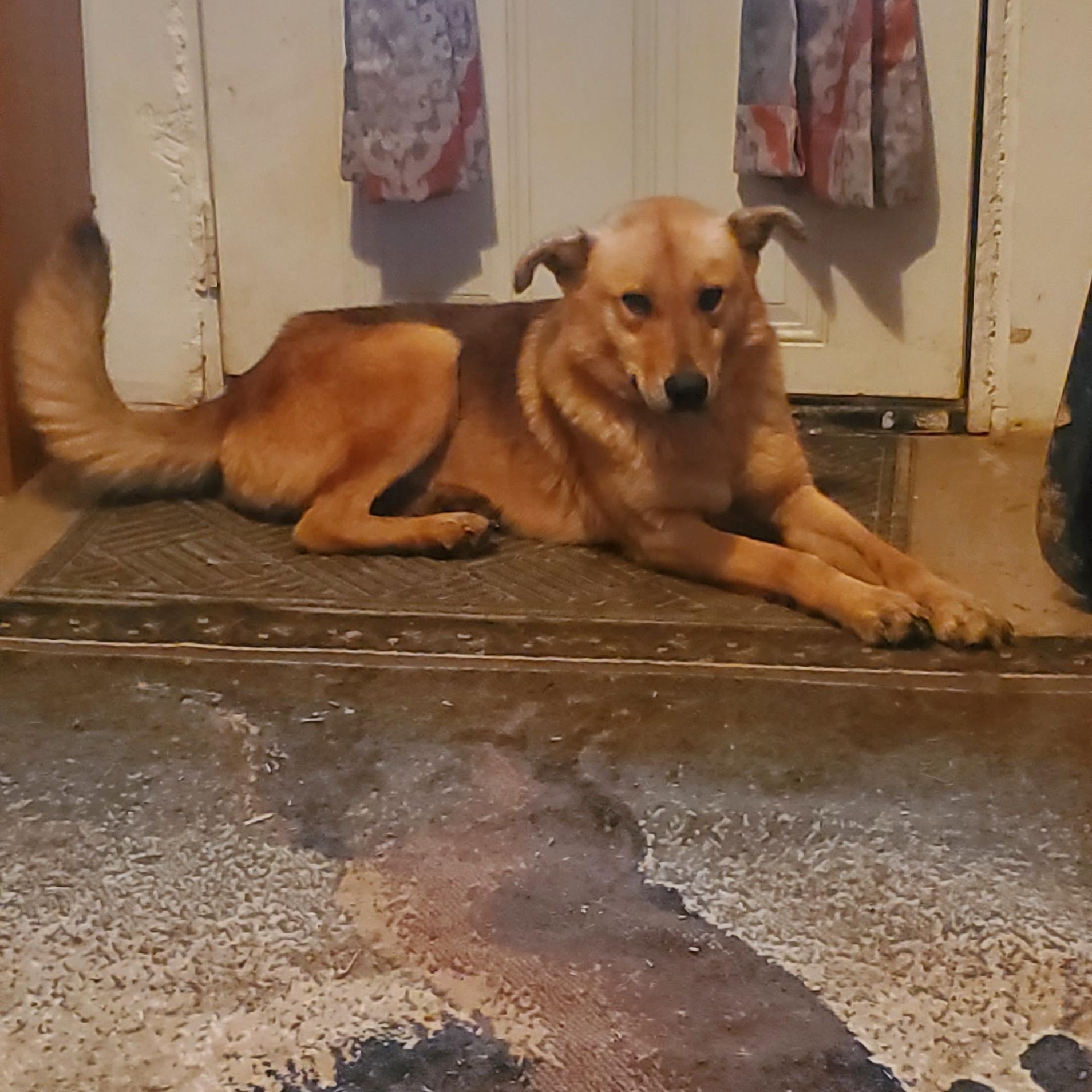 Enlarge Jake, a Adoptable mixed breed in Campton, KY image 2/6