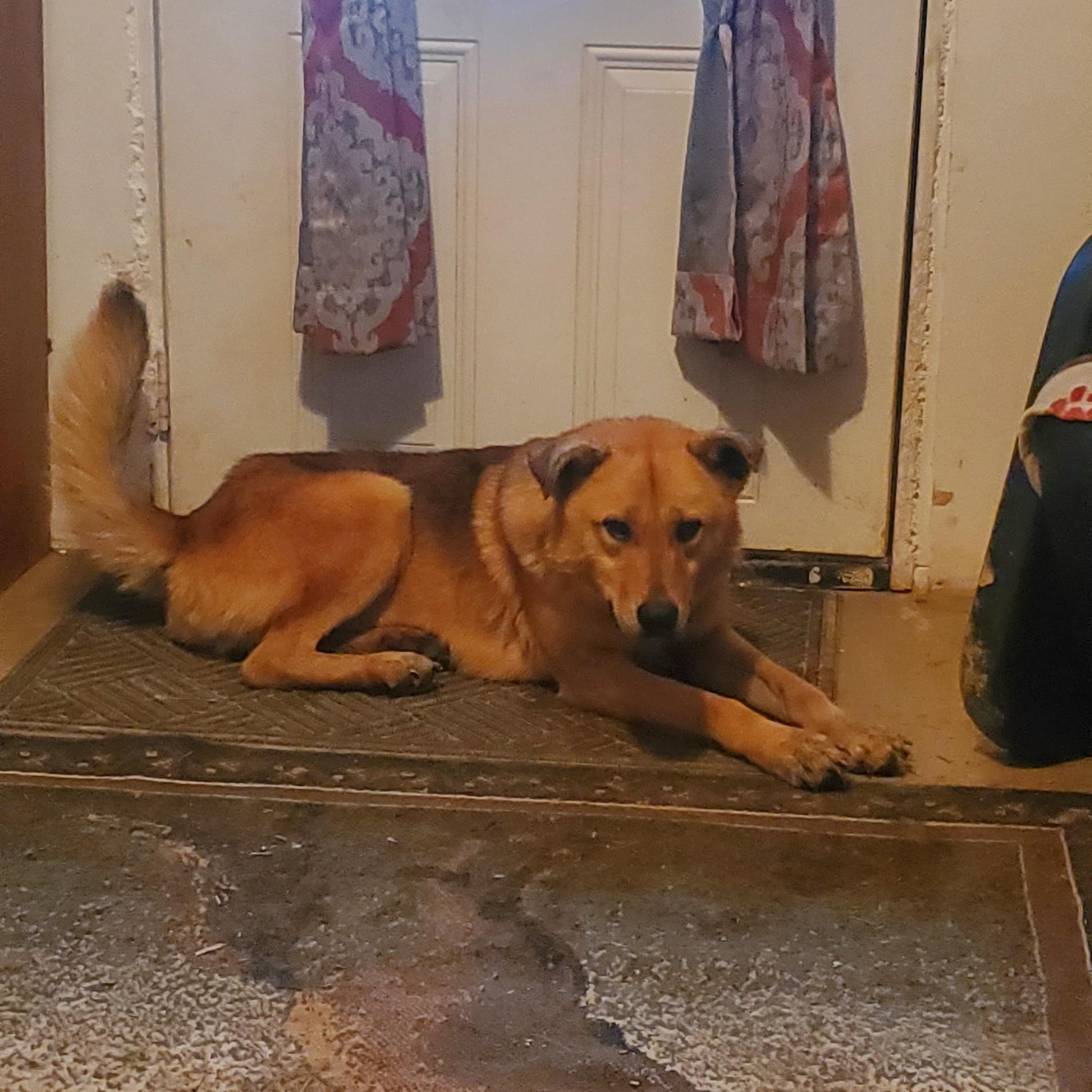 Enlarge Jake, a Adoptable mixed breed in Campton, KY image 4/6