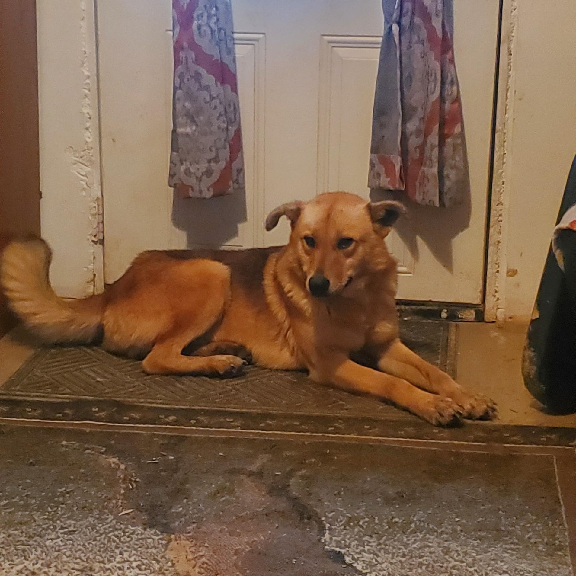 Enlarge Jake, a Adoptable mixed breed in Campton, KY image 5/6