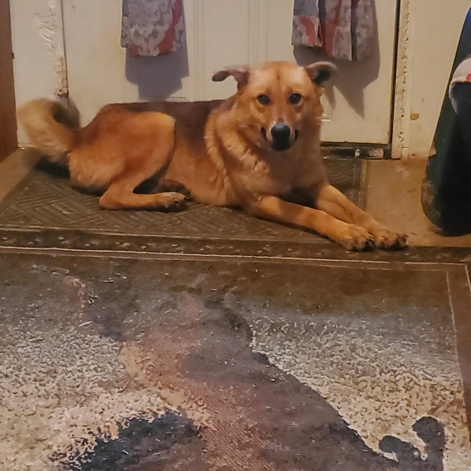 Jake, Adoptable, Adult Male German Shepherd Dog.